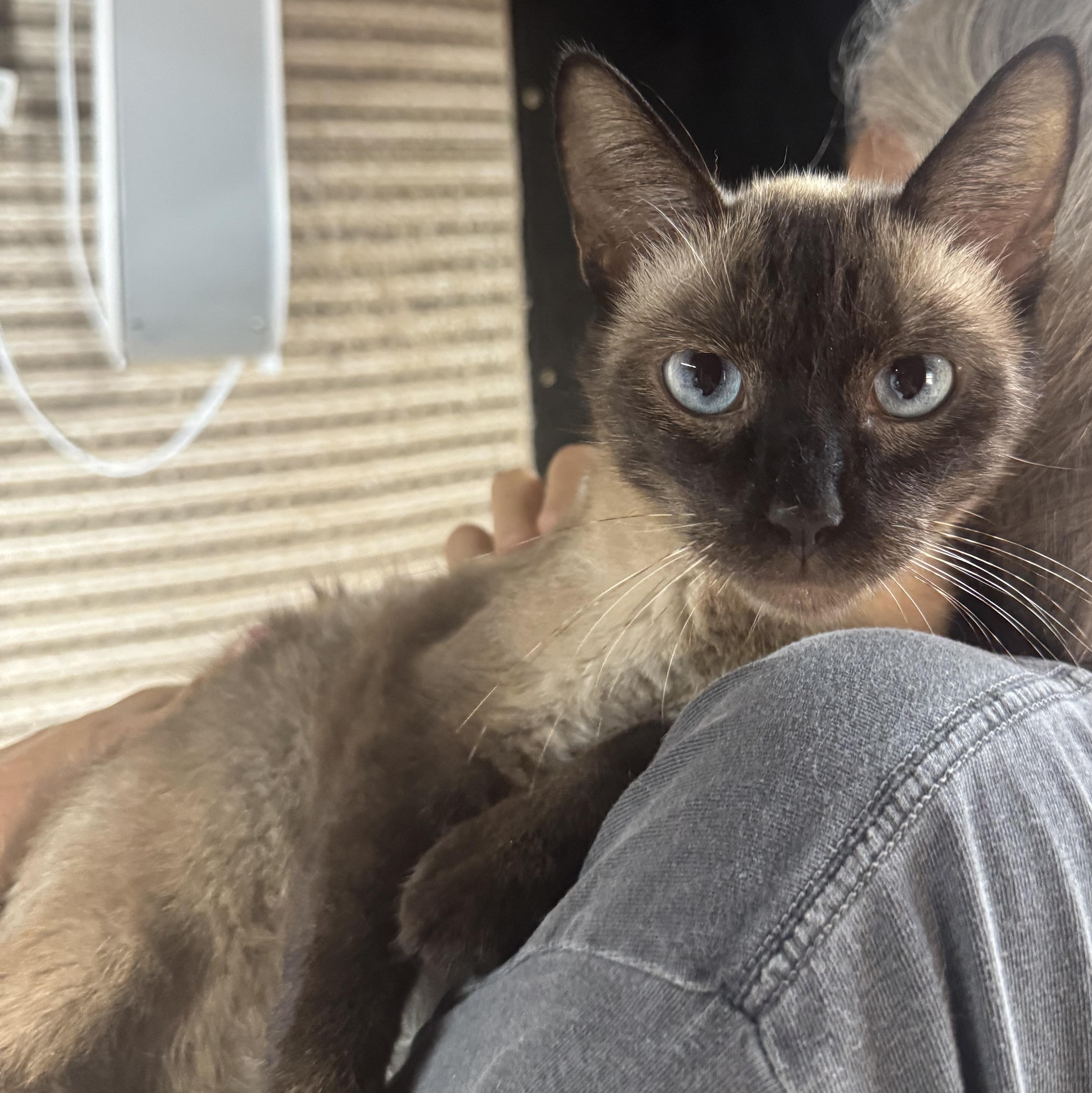 Enlarge Marlow 8424, a Adoptable Siamese in Lees Summit, MO image 1/2