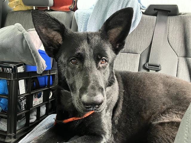 Enlarge CRAIG, a Adoptable German Shepherd Dog in Kent, WA image 1/1