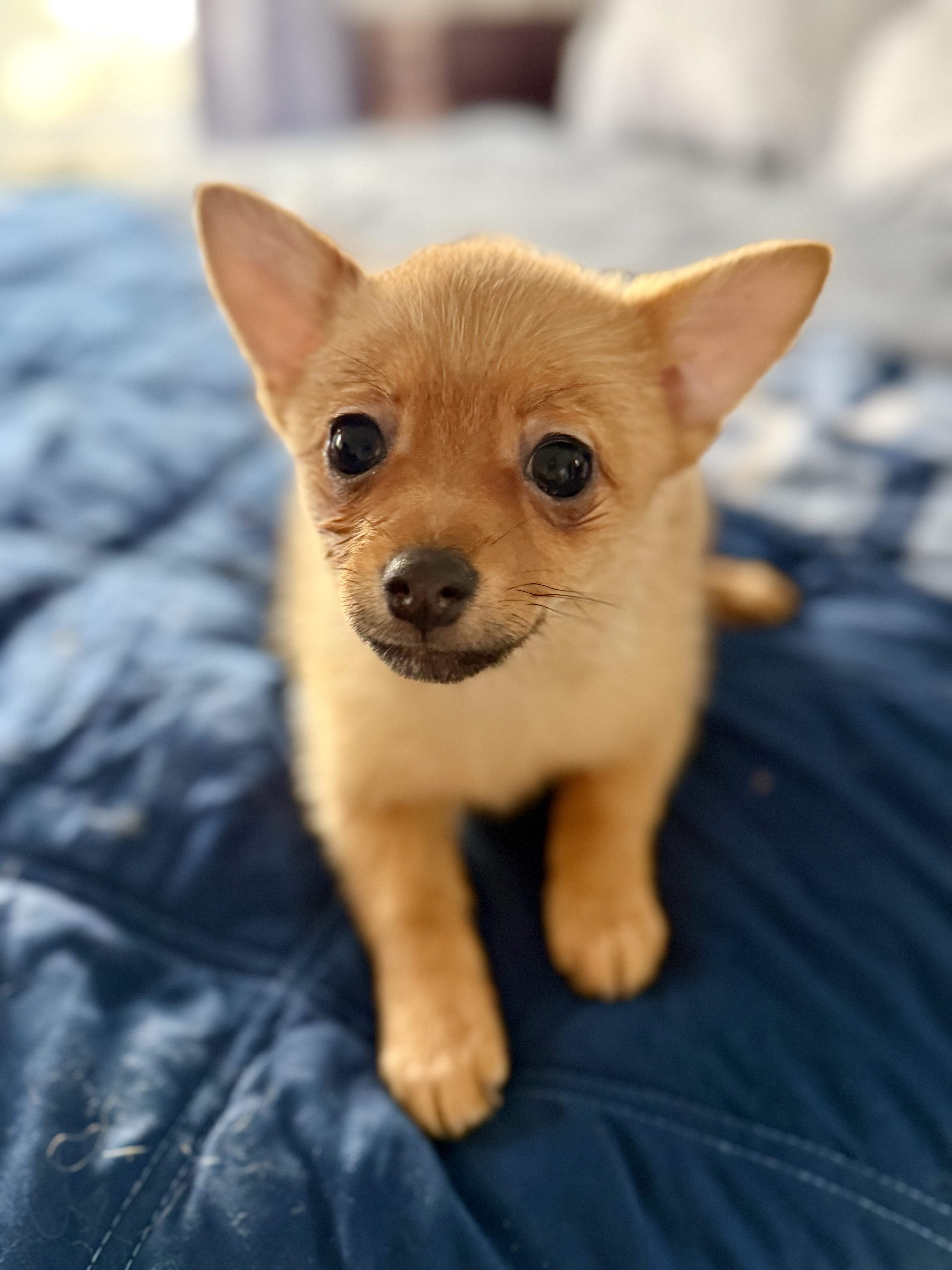 Enlarge Cantaloupe , a ADOPTABLE mixed breed in Tomkins Cove, NY image 2/4