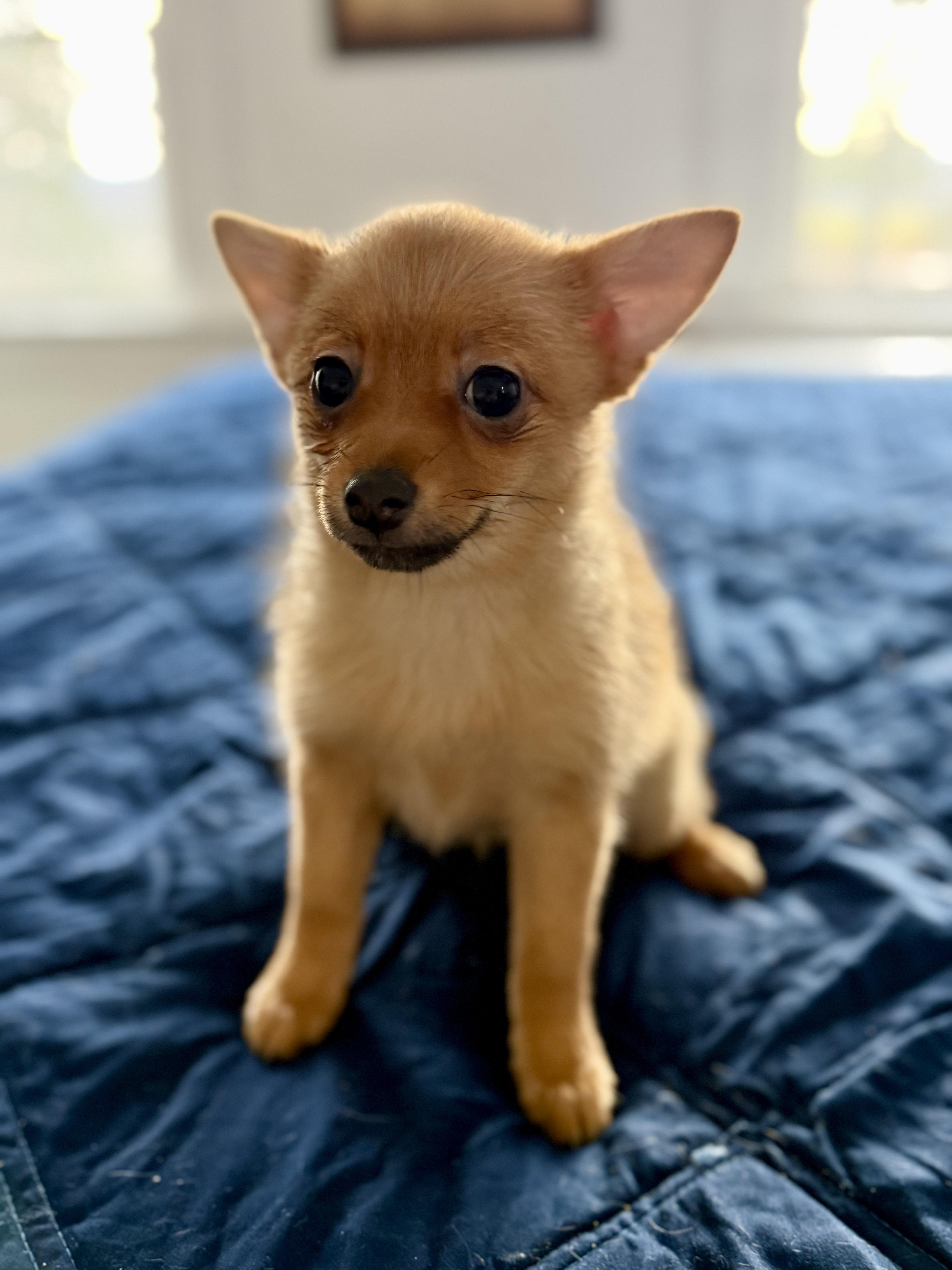Enlarge Cantaloupe , a ADOPTABLE mixed breed in Tomkins Cove, NY image 3/4