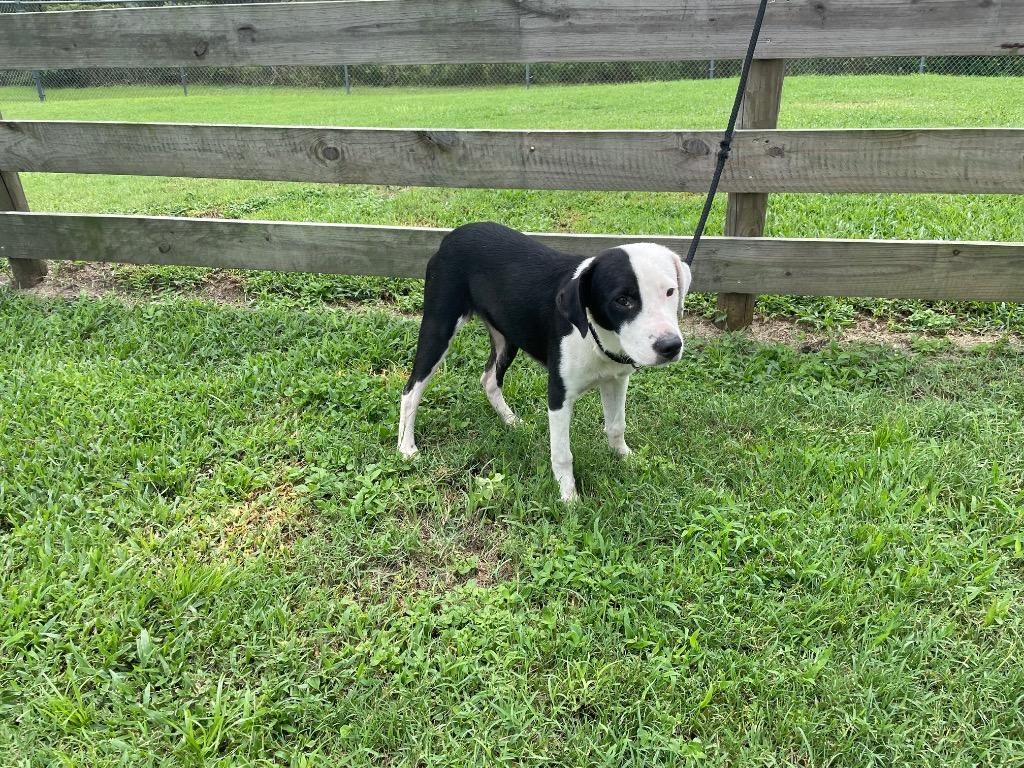 Crew, Adopted, Young Male Terrier.