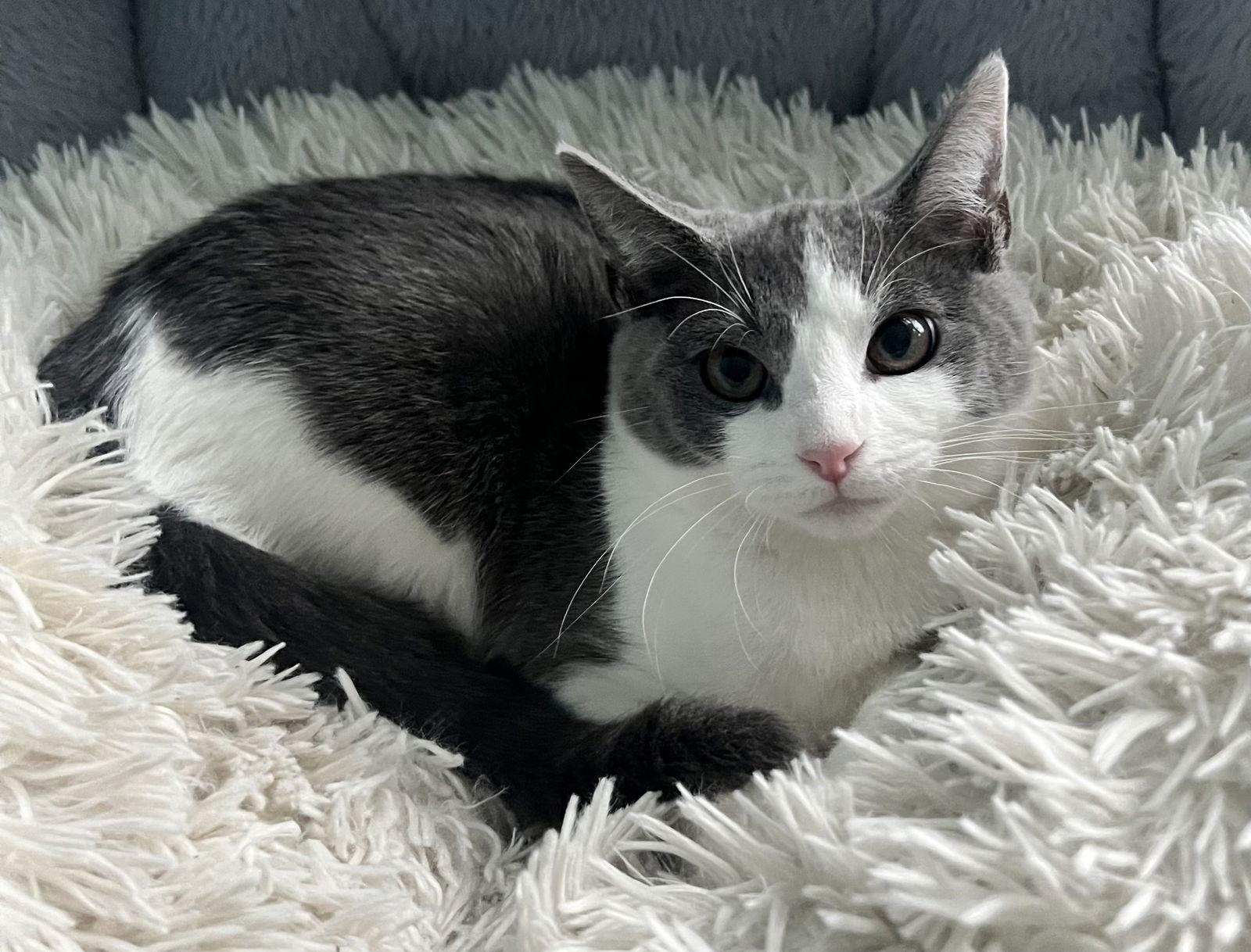 Cream Of Wheat thumbnail 2