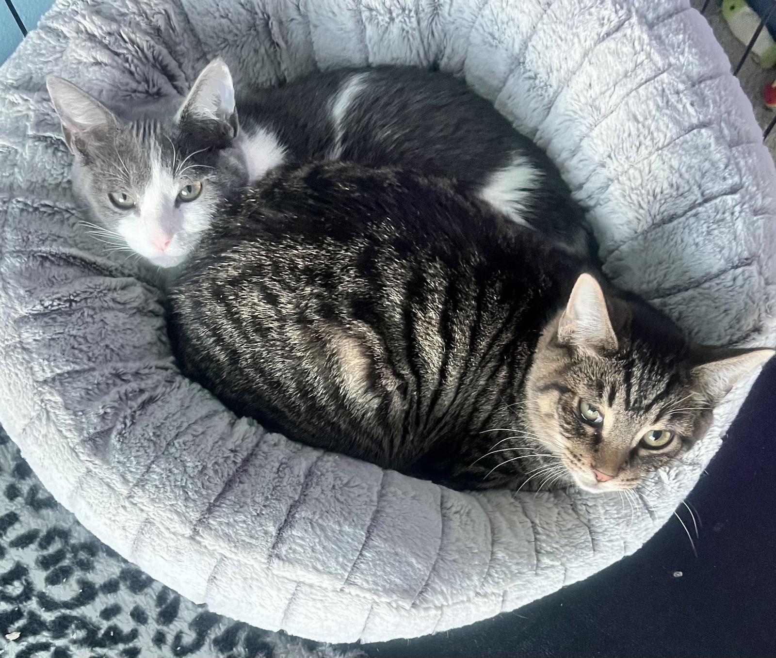 Cream Of Wheat thumbnail 3