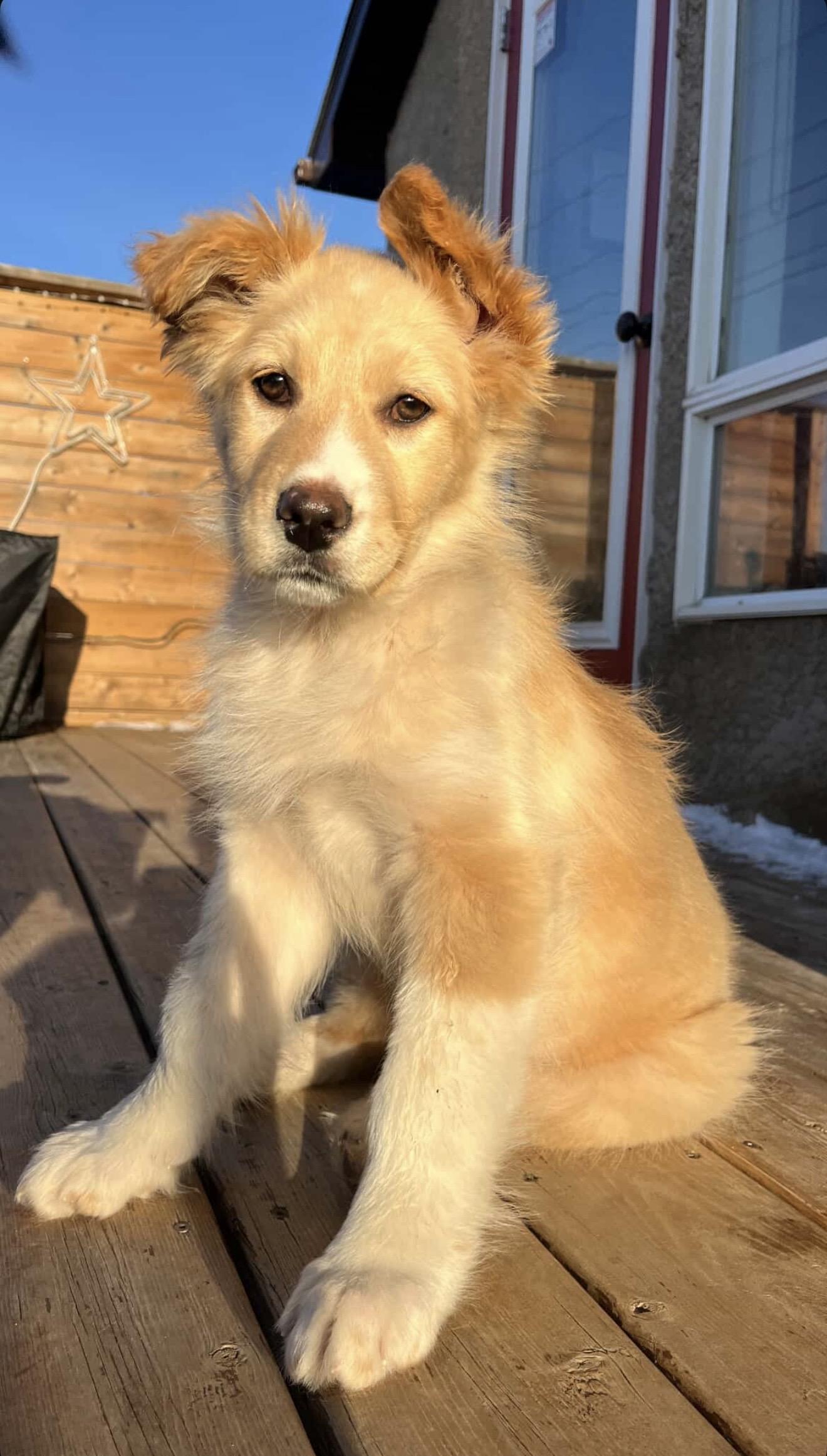 Enlarge Tilly, an adopted mixed breed in Langley, BC image 3/6