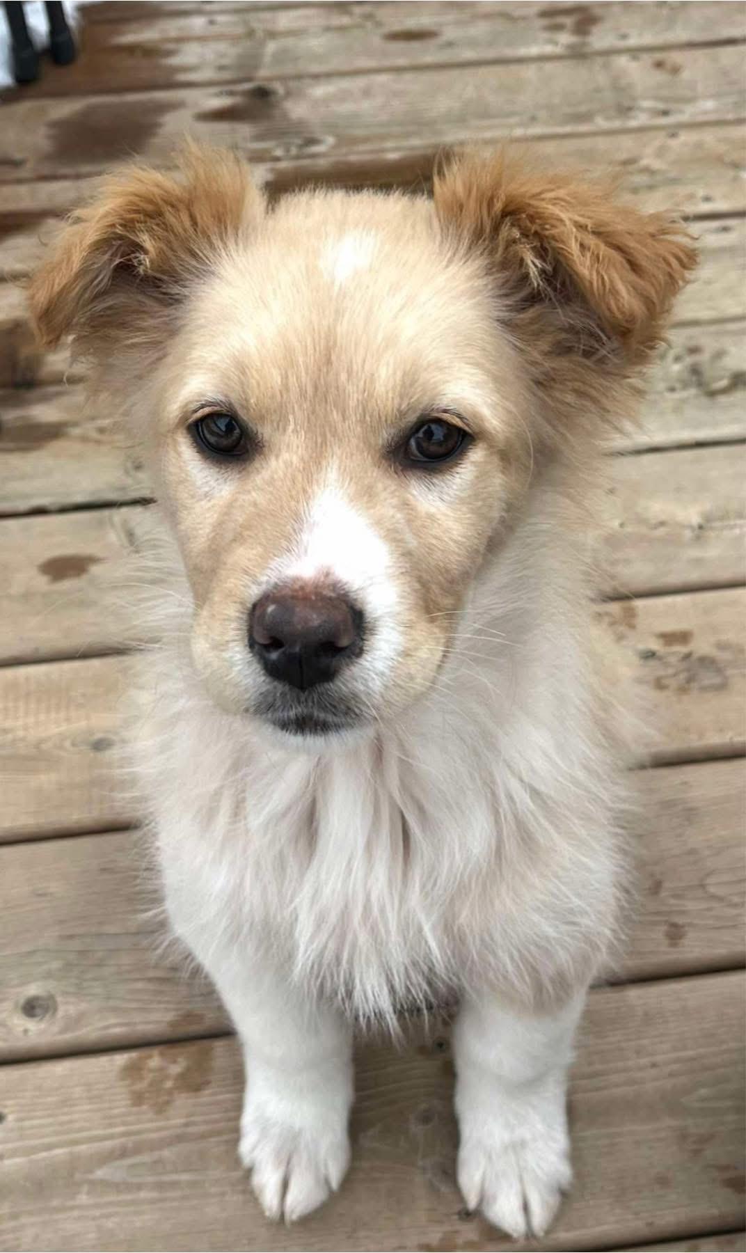 Tilly, adopted, Puppy Female Shetland Sheepdog / Sheltie.