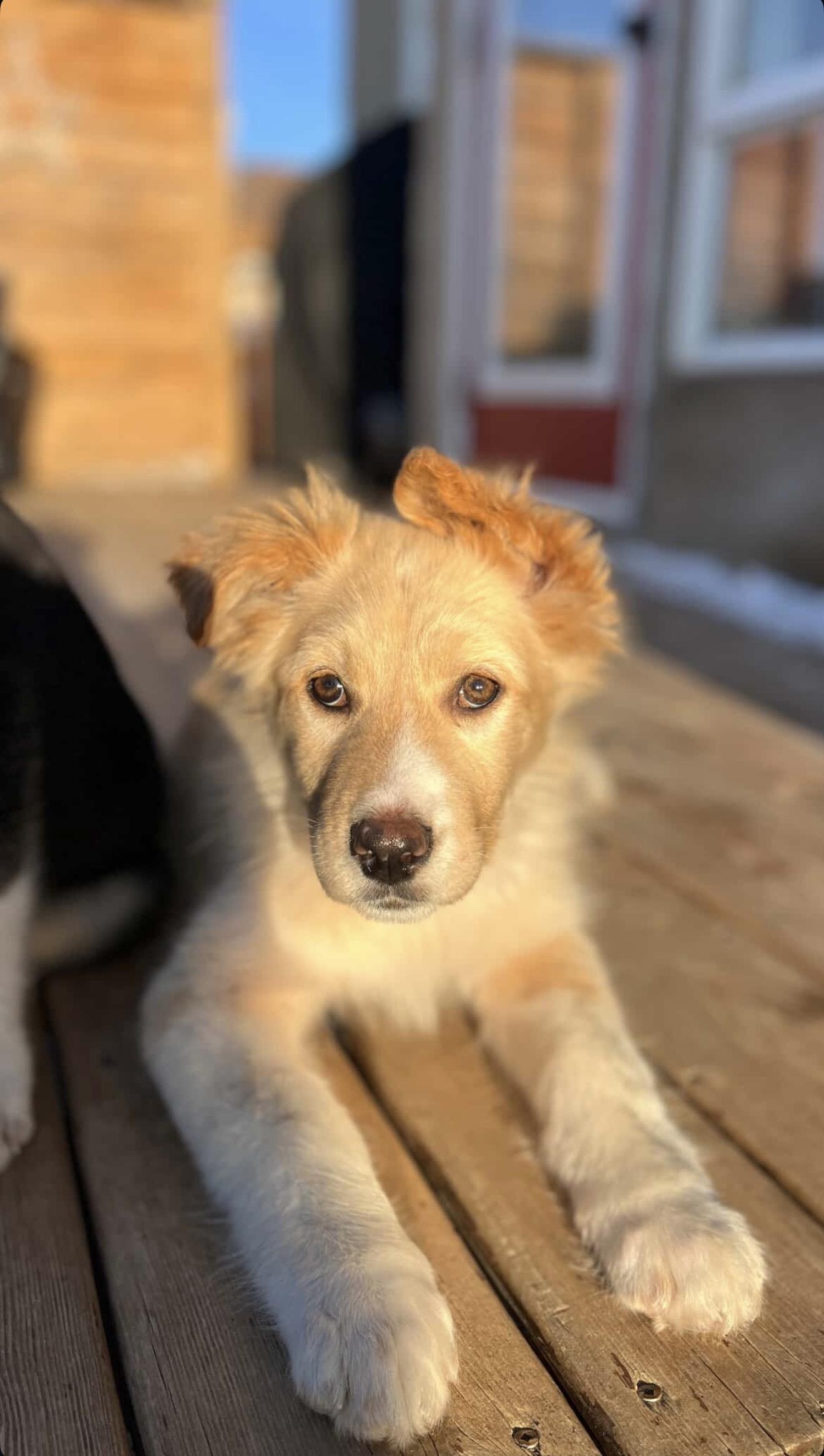 Enlarge Tilly, an adopted mixed breed in Langley, BC image 4/6