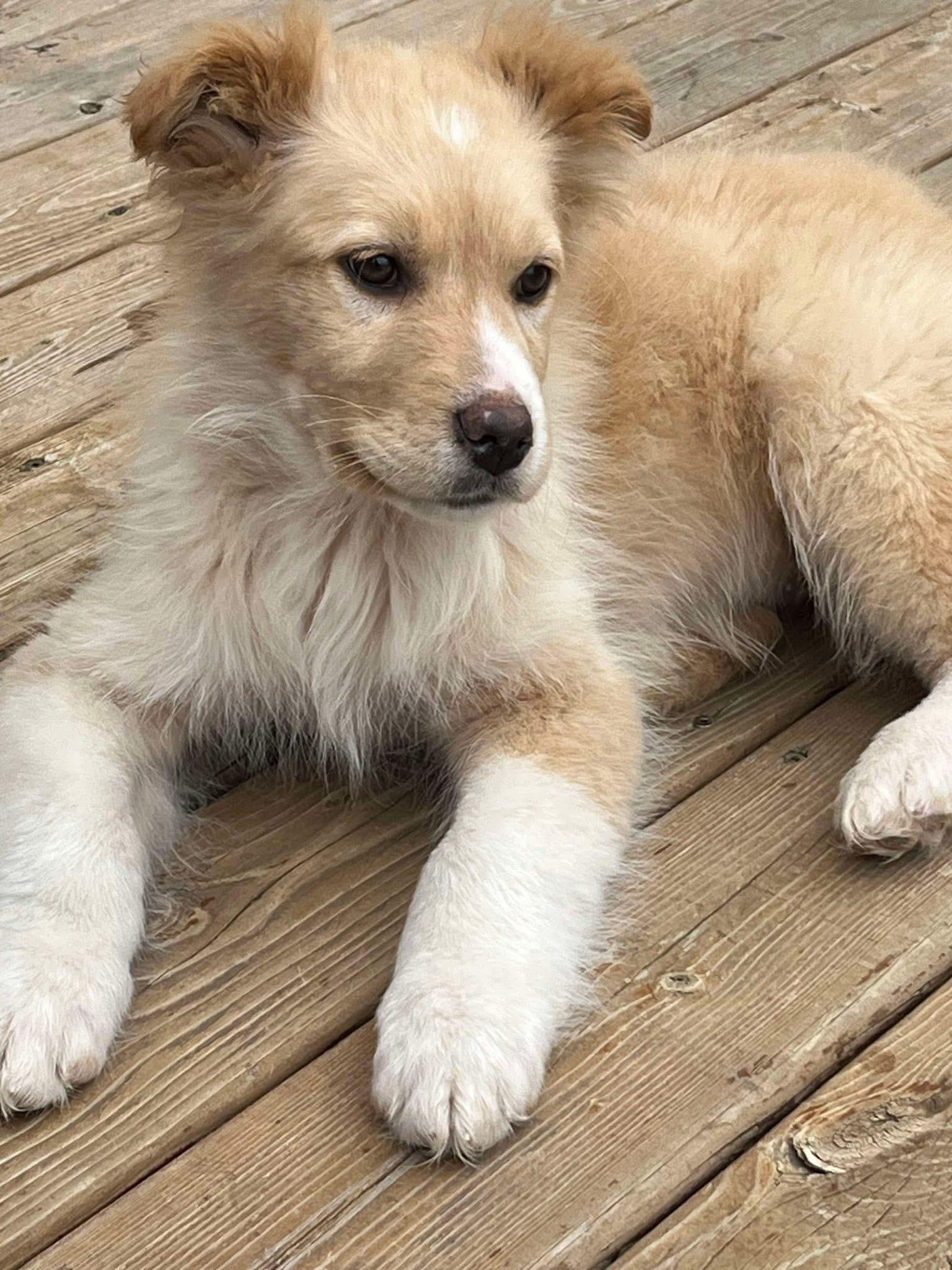 Enlarge Tilly, an adopted mixed breed in Langley, BC image 2/6