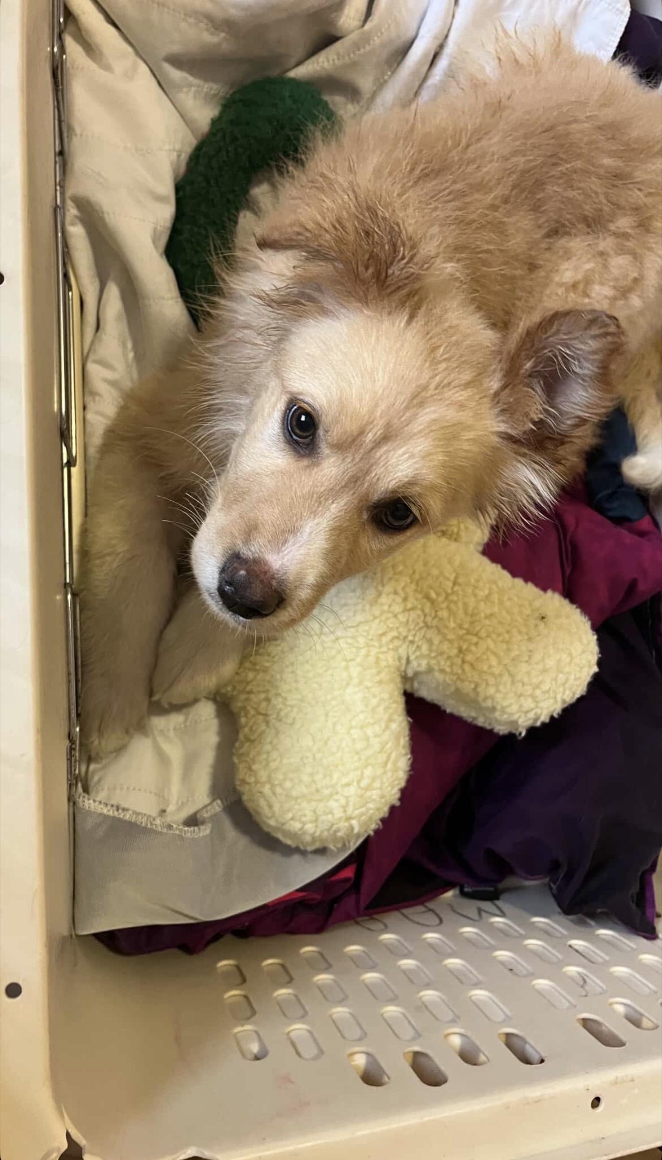 Enlarge Tilly, an adopted mixed breed in Langley, BC image 5/6