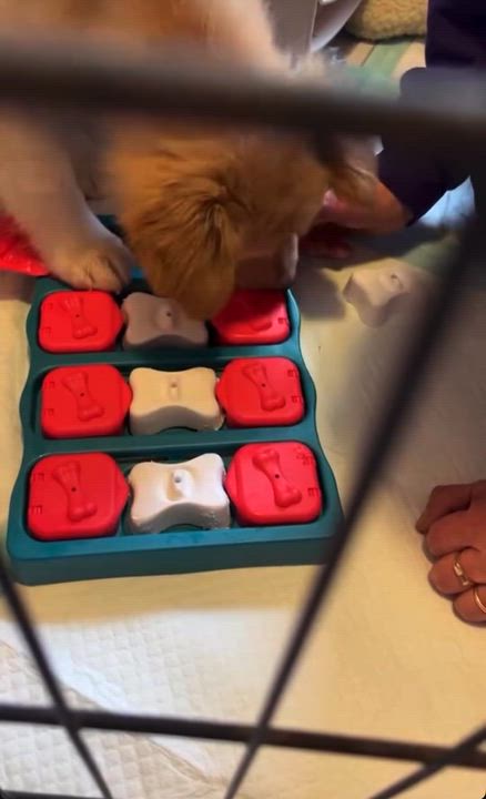 Enlarge Tilly, an adopted mixed breed in Langley, BC video 6/6