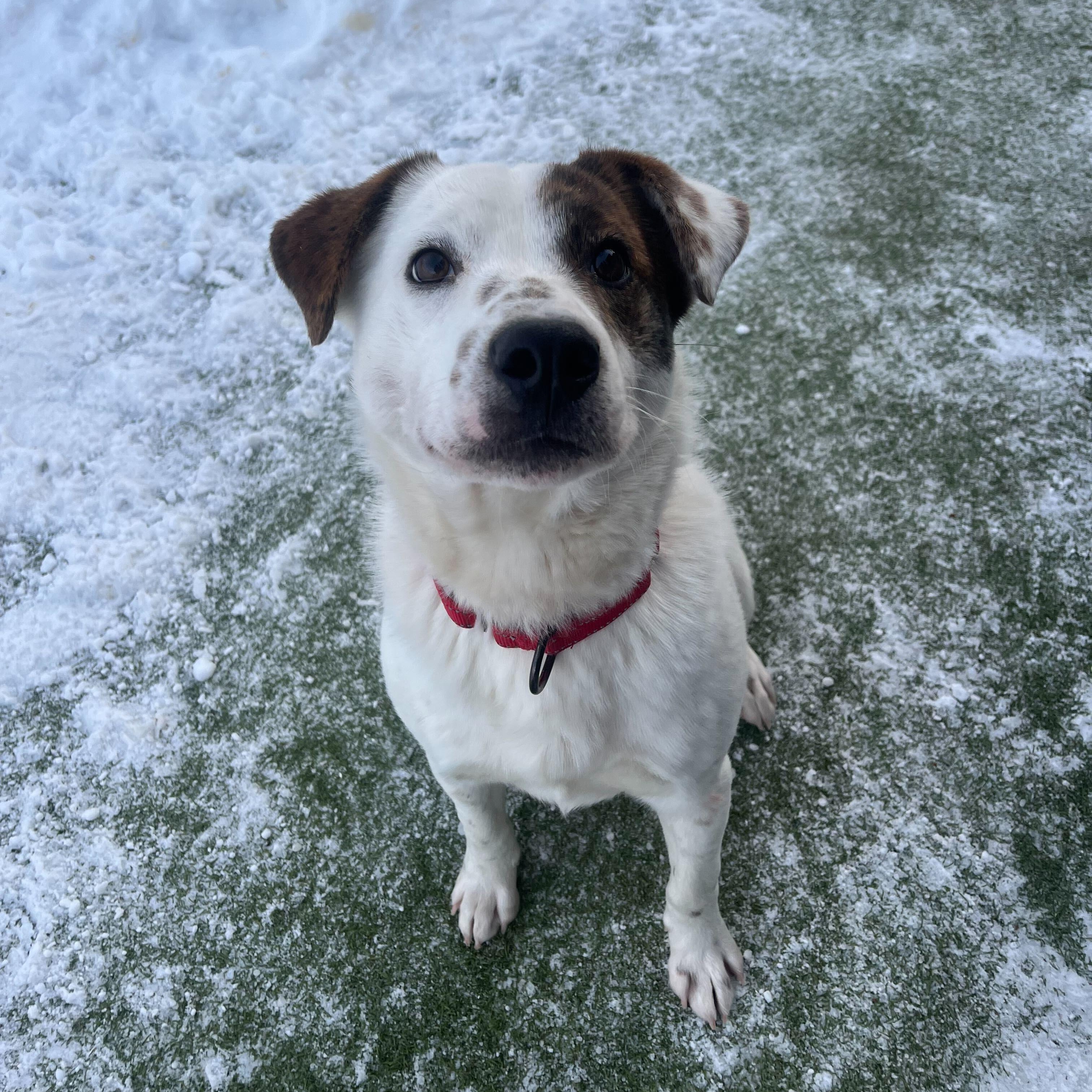 JC Penny, a ADOPTABLE Mixed Breed in New Bedford, MA image 1/3