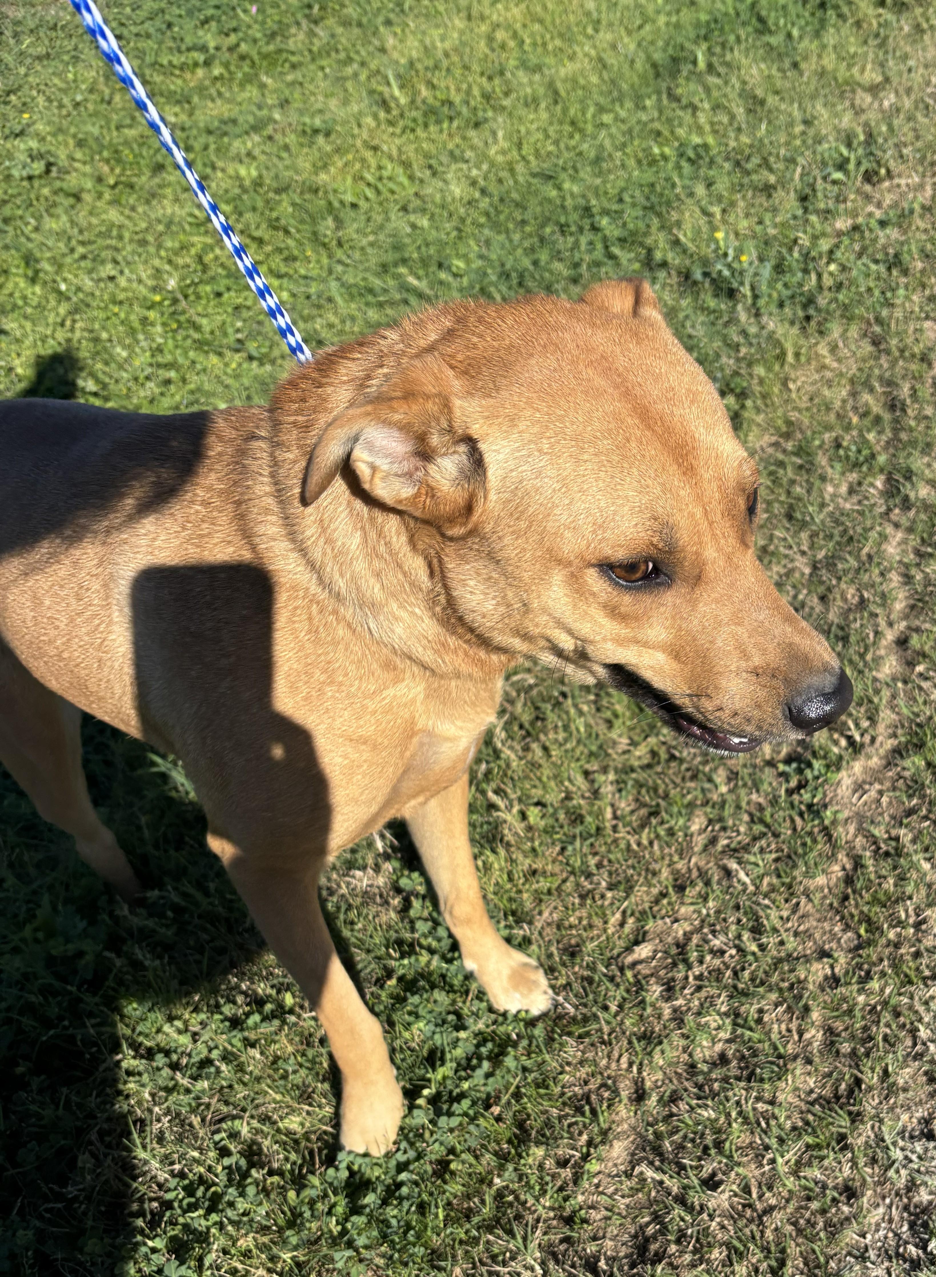 Enlarge Jade, a ADOPTABLE Mixed Breed in Edna, TX image 2/2