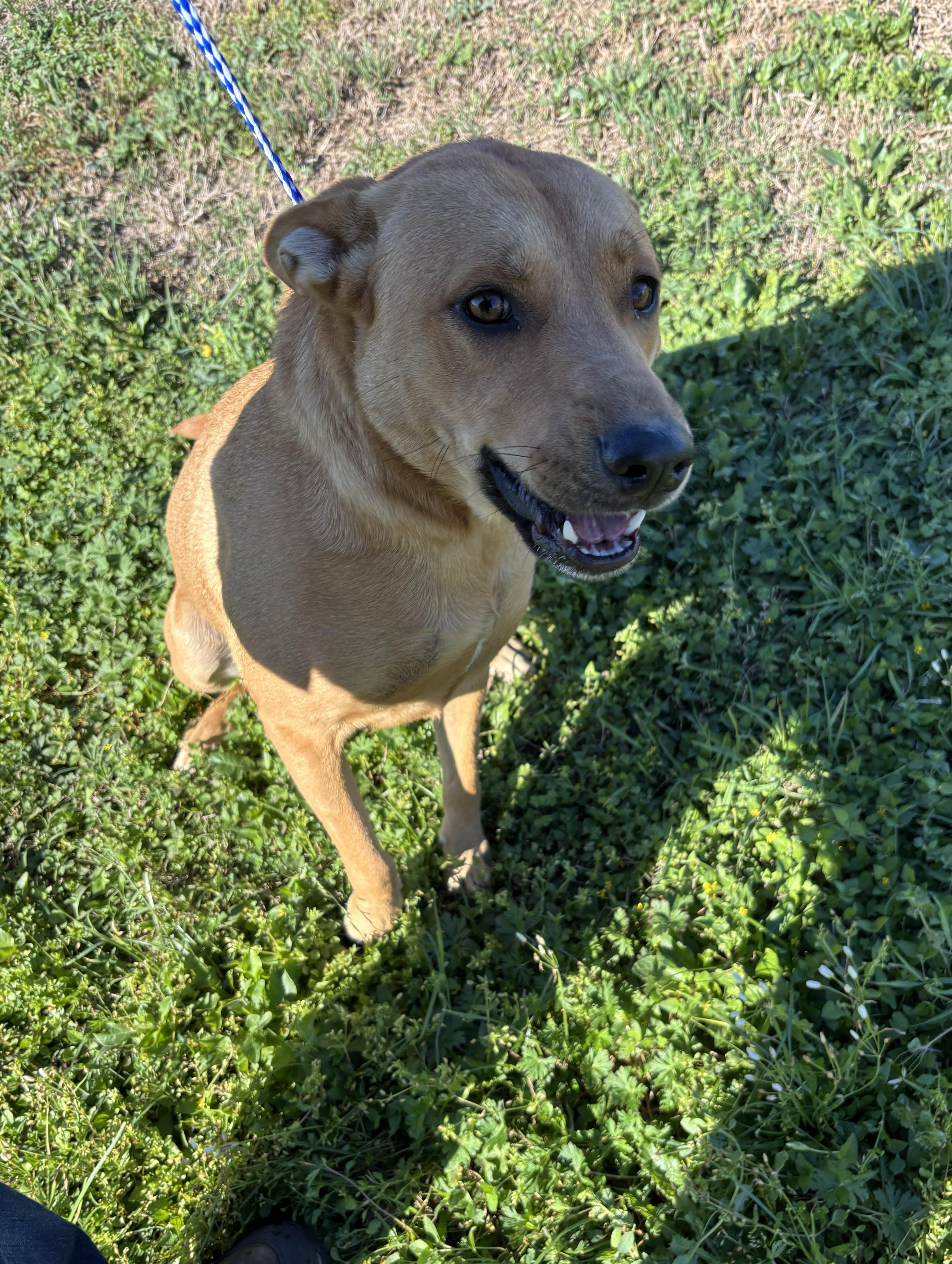 Enlarge Jade, a ADOPTABLE Mixed Breed in Edna, TX image 1/2