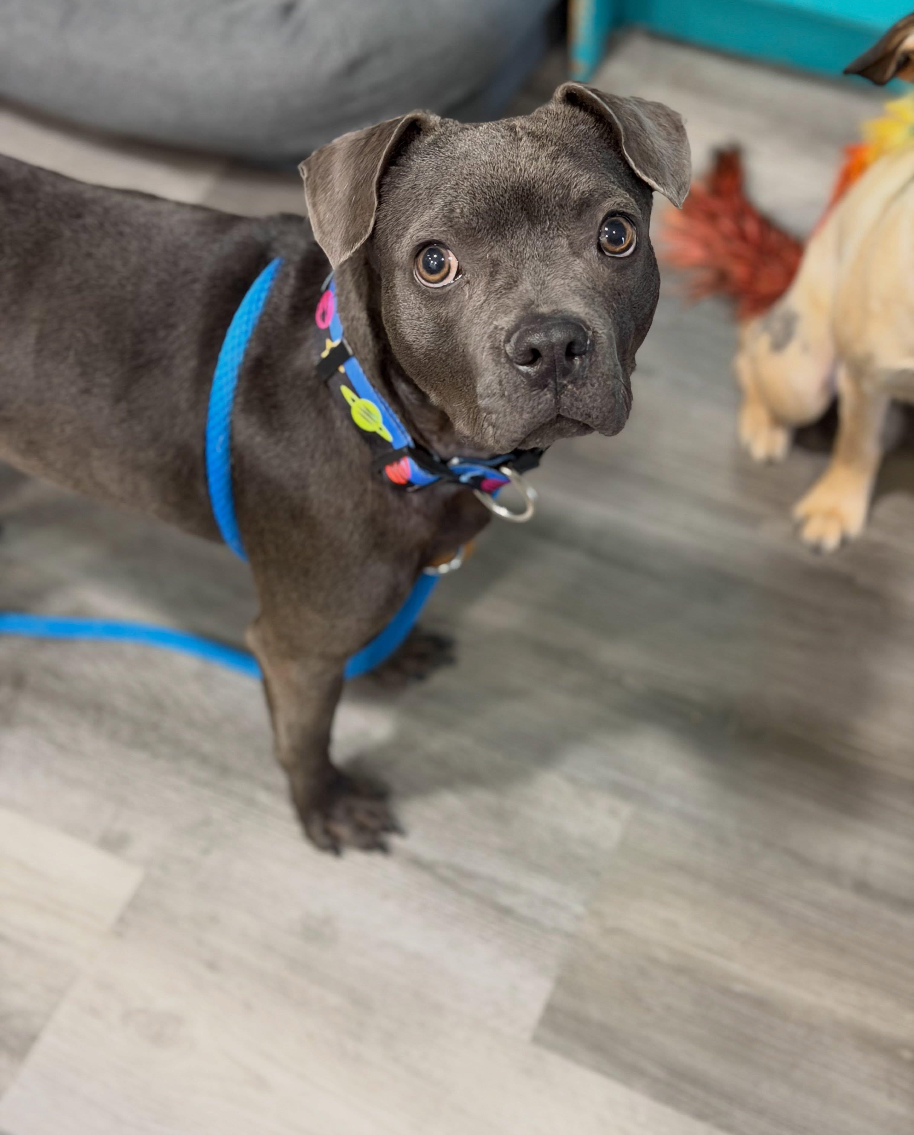 Enlarge Niner, a Adoptable mixed breed in Las Vegas, NV image 4/6