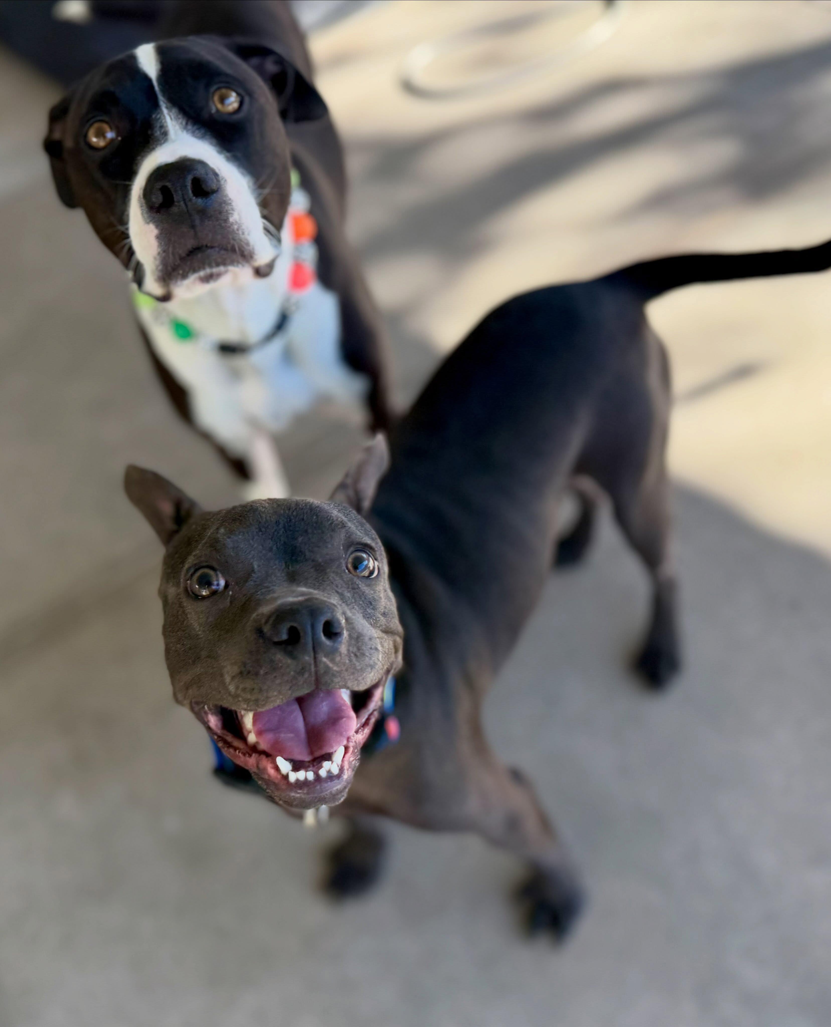 Enlarge Niner, a Adoptable mixed breed in Las Vegas, NV image 5/6