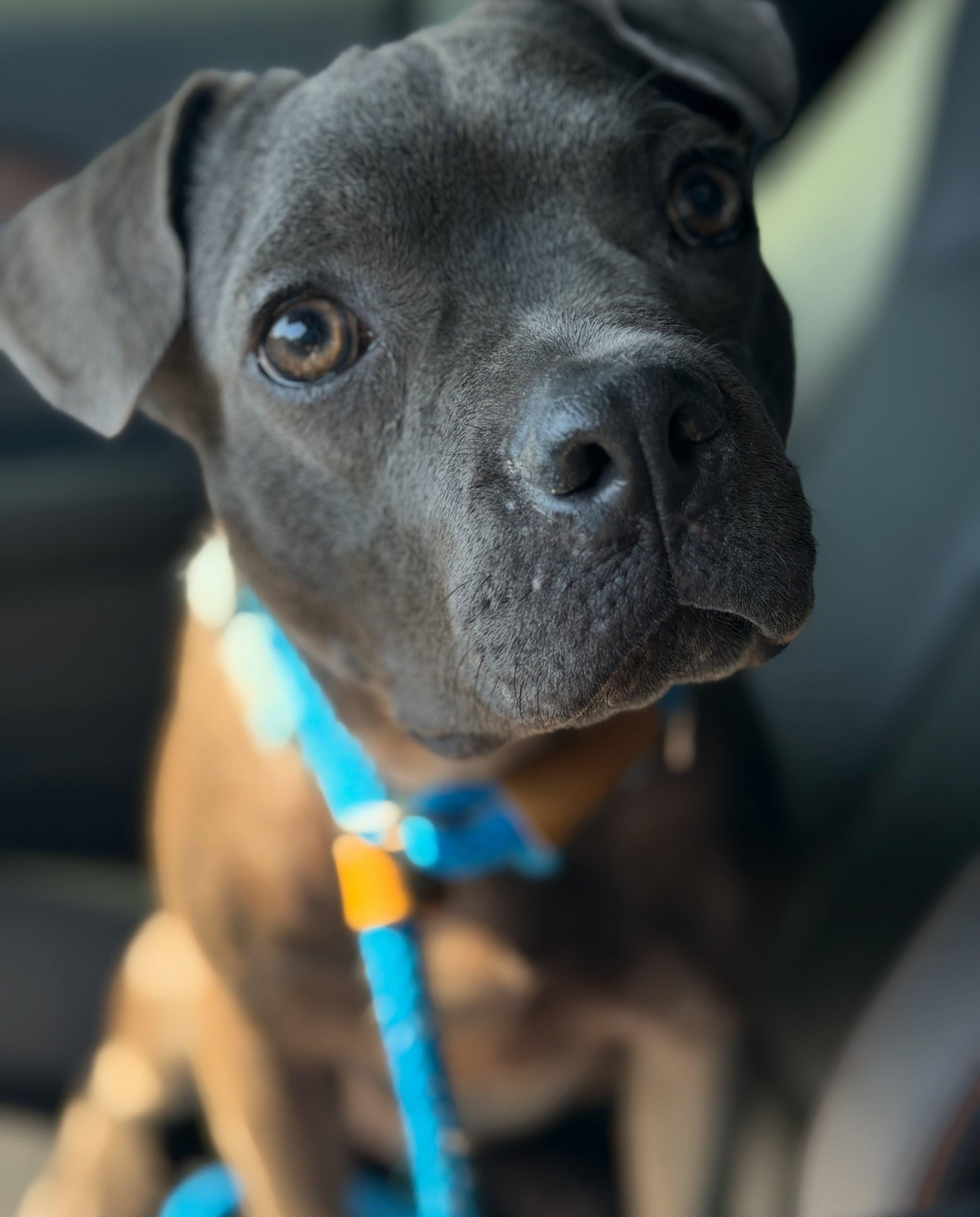 Enlarge Niner, a Adoptable mixed breed in Las Vegas, NV image 2/6