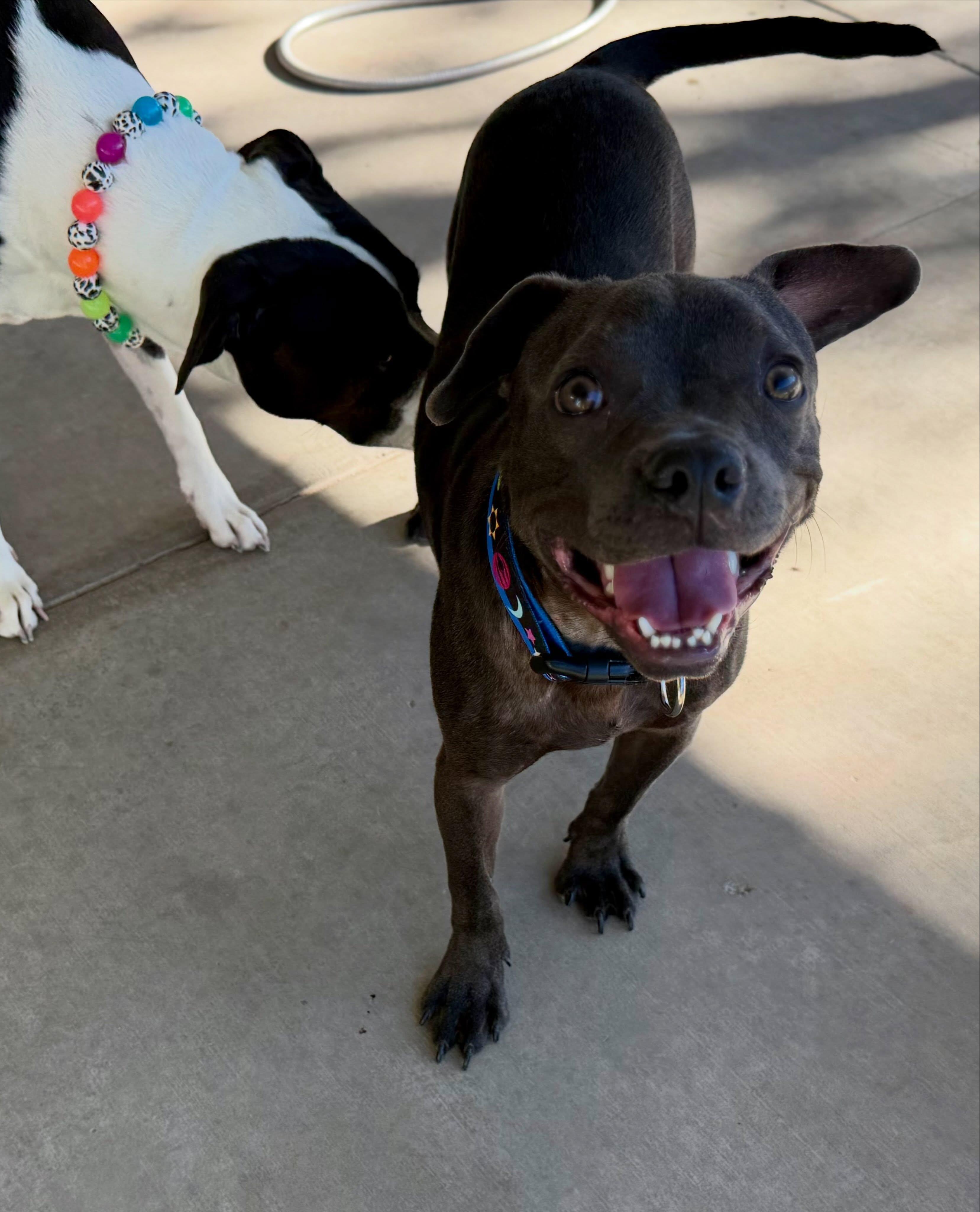 Enlarge Niner, a Adoptable mixed breed in Las Vegas, NV image 6/6