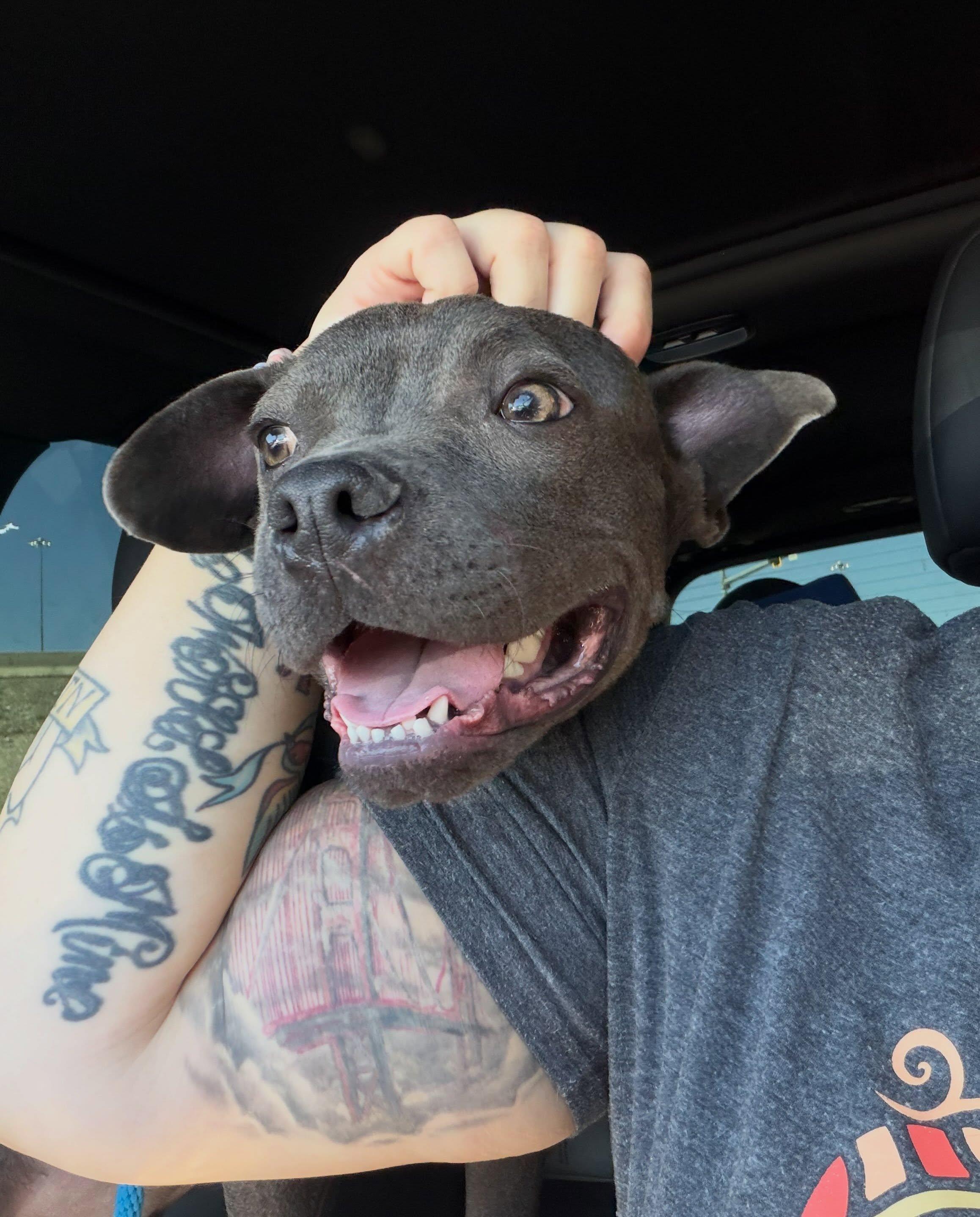Enlarge Niner, a Adoptable mixed breed in Las Vegas, NV image 3/6