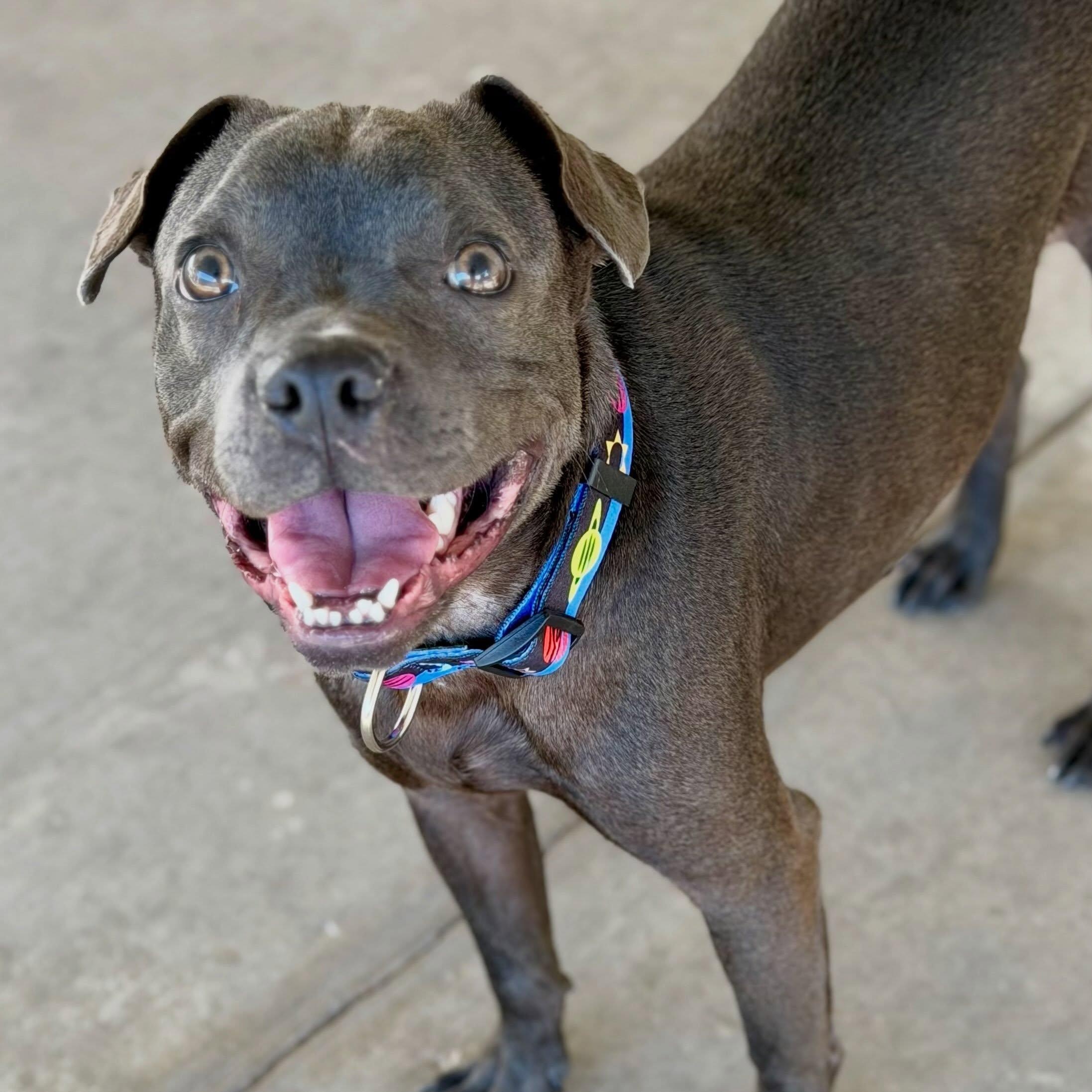 Enlarge Niner, a Adoptable mixed breed in Las Vegas, NV image 1/6