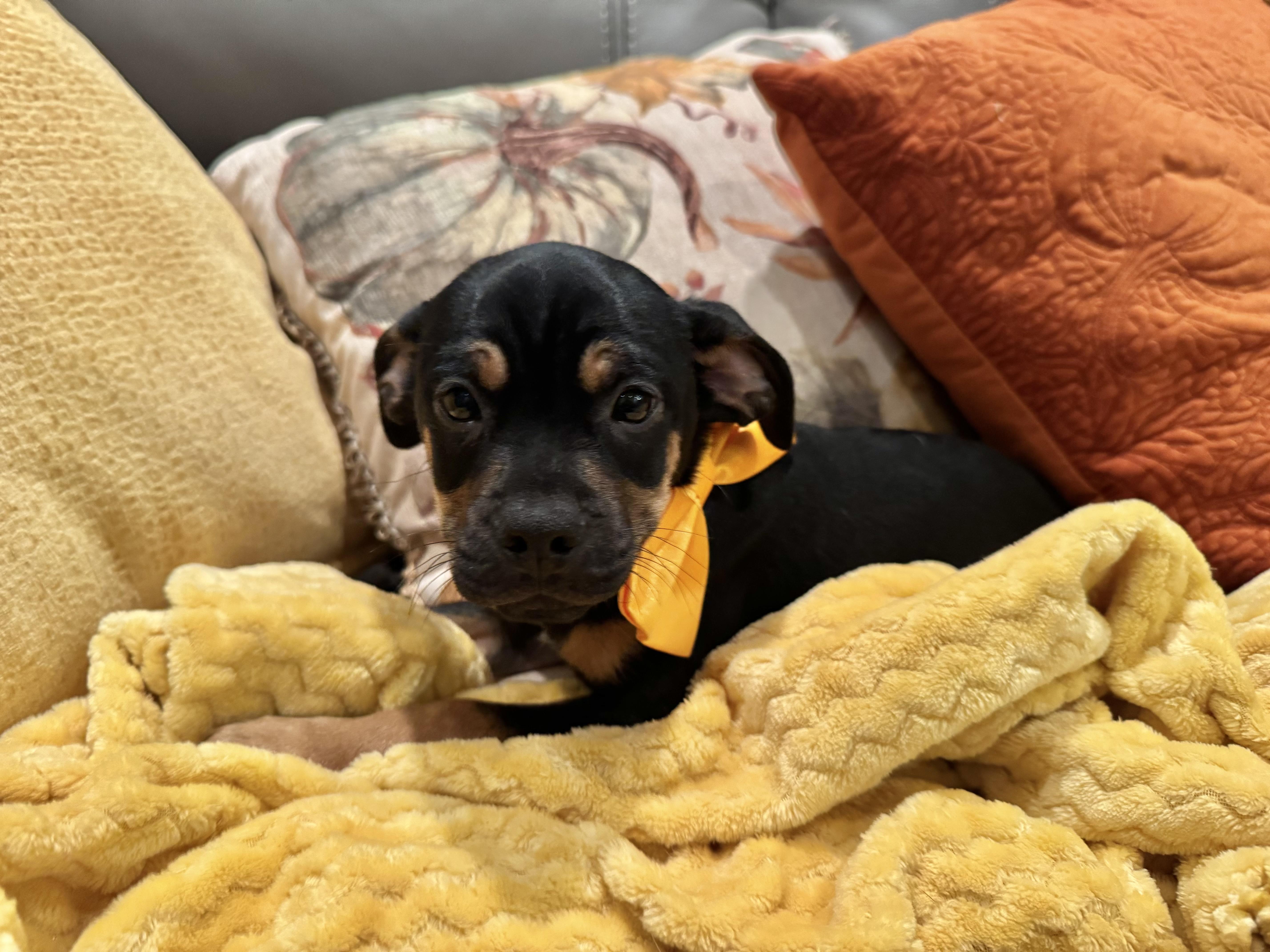 Otis, Adoptable, Young Male Puggle.