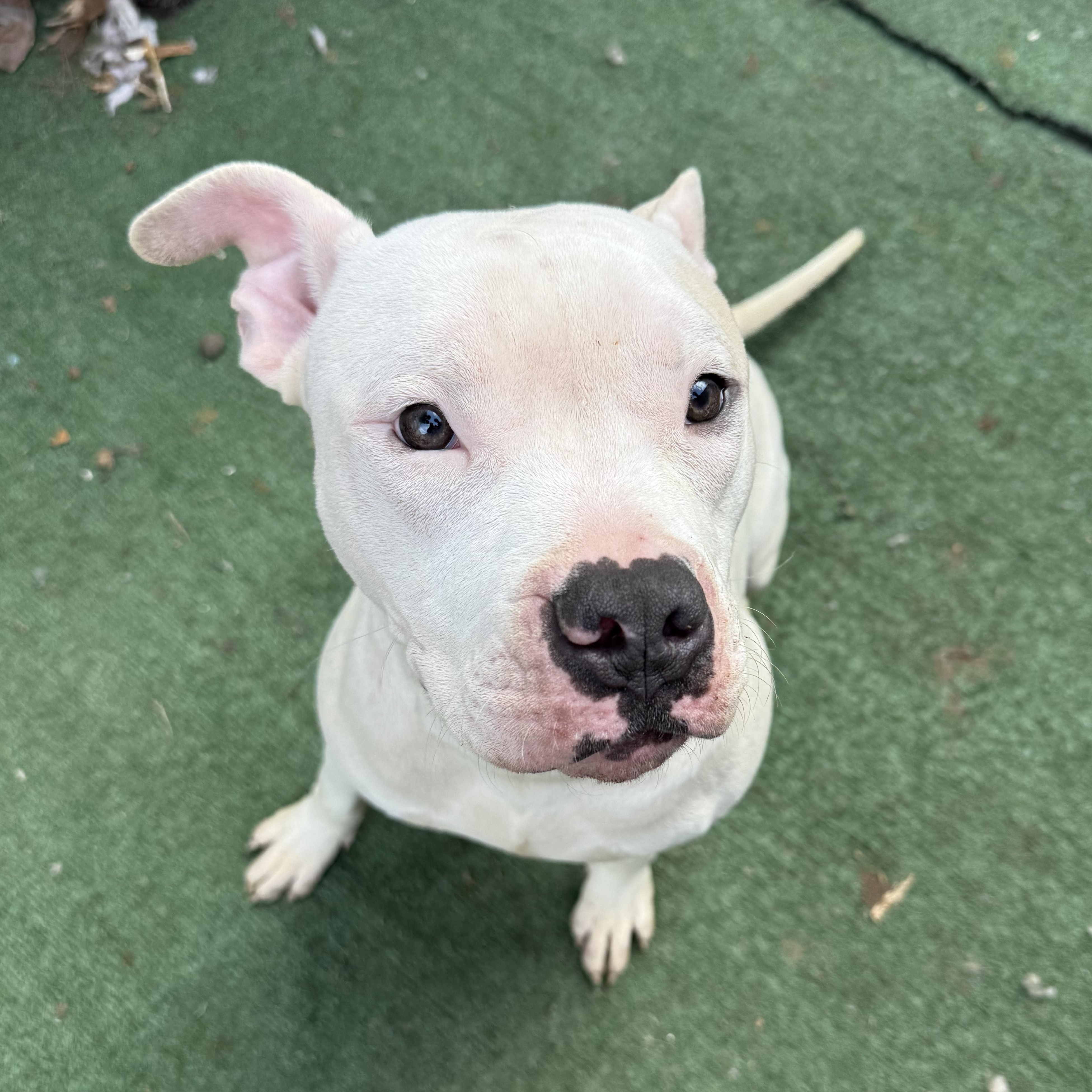 Bionic Leg Uno, an adoptable Pit Bull Terrier in Key West, FL, 33040 | Photo Image 1