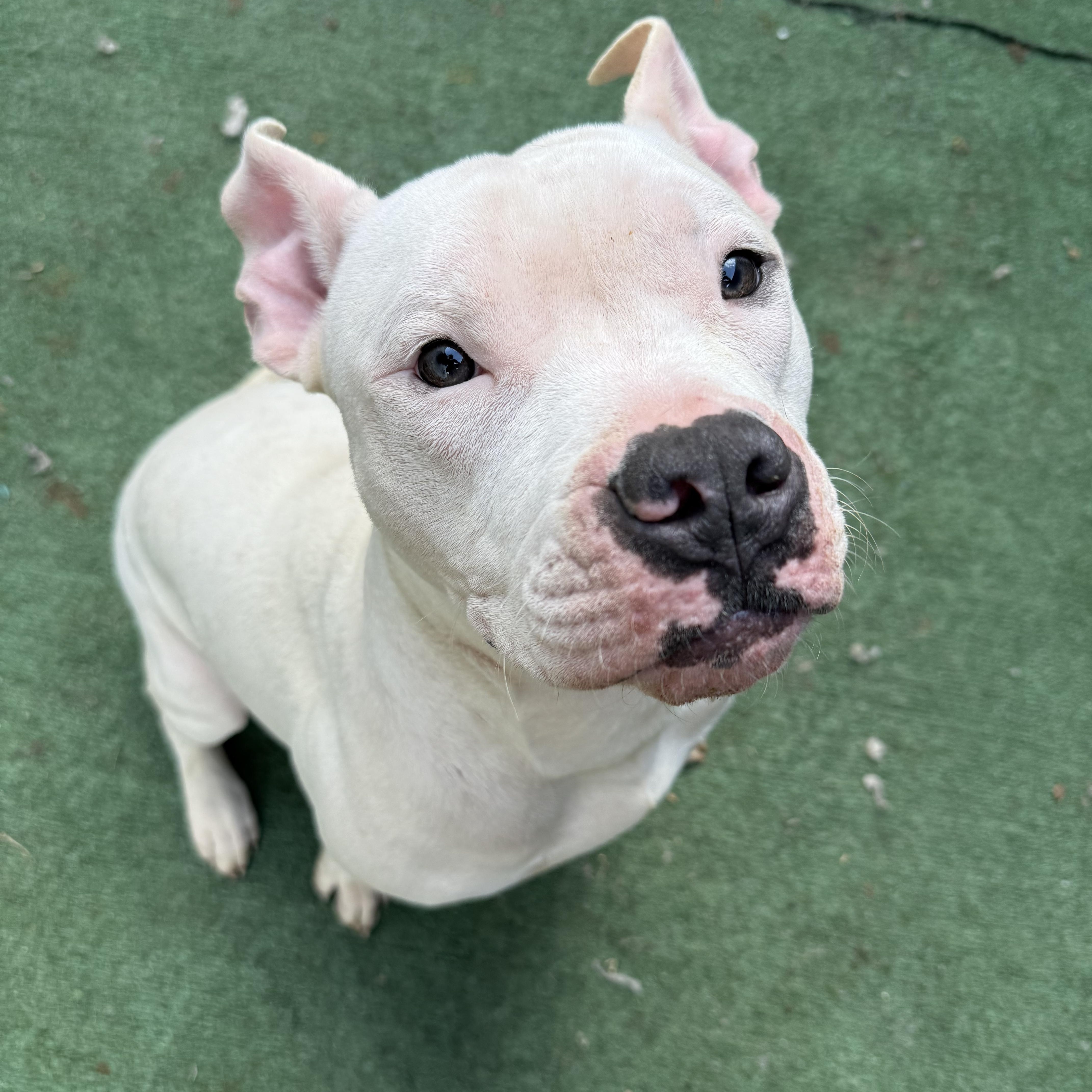Bionic Leg Uno, an adoptable Pit Bull Terrier in Key West, FL, 33040 | Photo Image 2