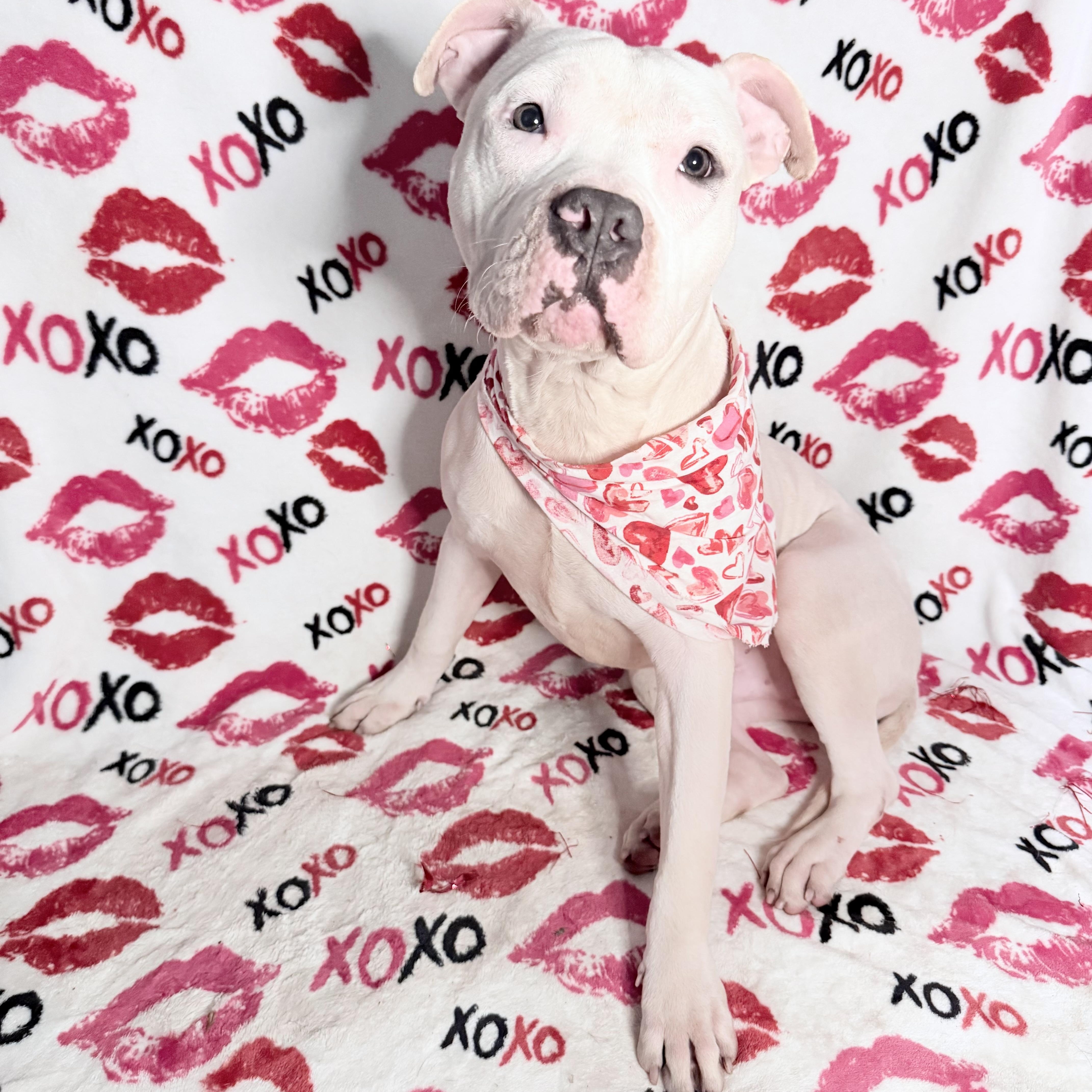 Bionic Leg Uno, an adoptable Pit Bull Terrier in Key West, FL, 33040 | Photo Image 3