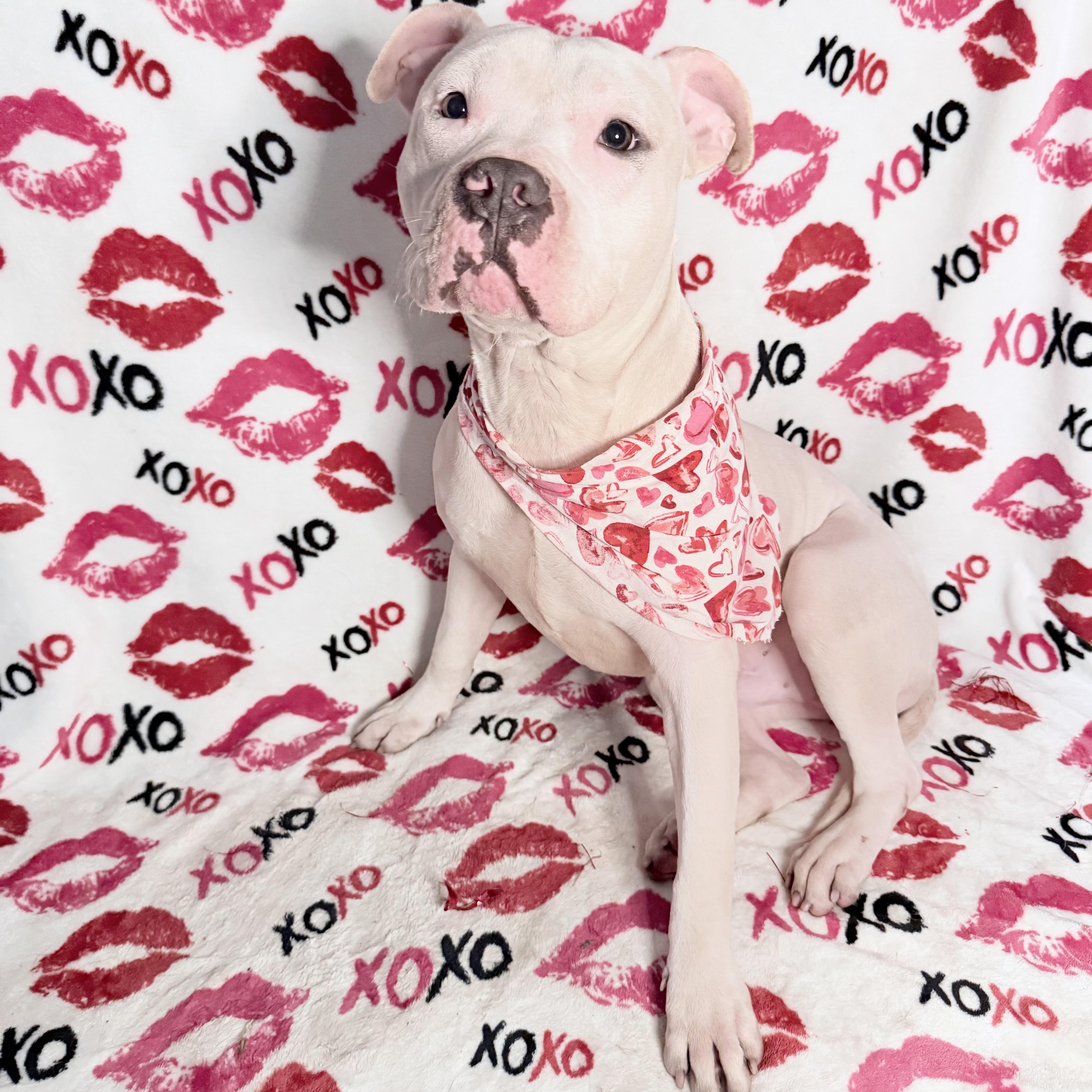 Bionic Leg Uno, an adoptable Pit Bull Terrier in Key West, FL, 33040 | Photo Image 4