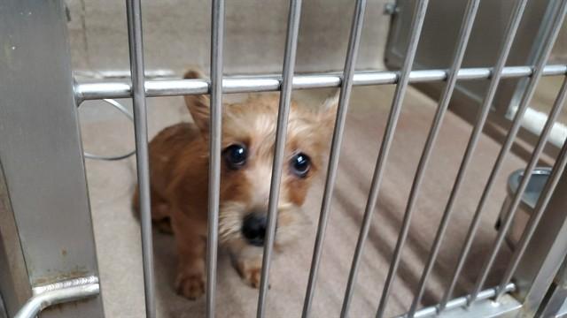 Enlarge ONTARIO, a Adoptable mixed breed in Aurora, IL image 1/1