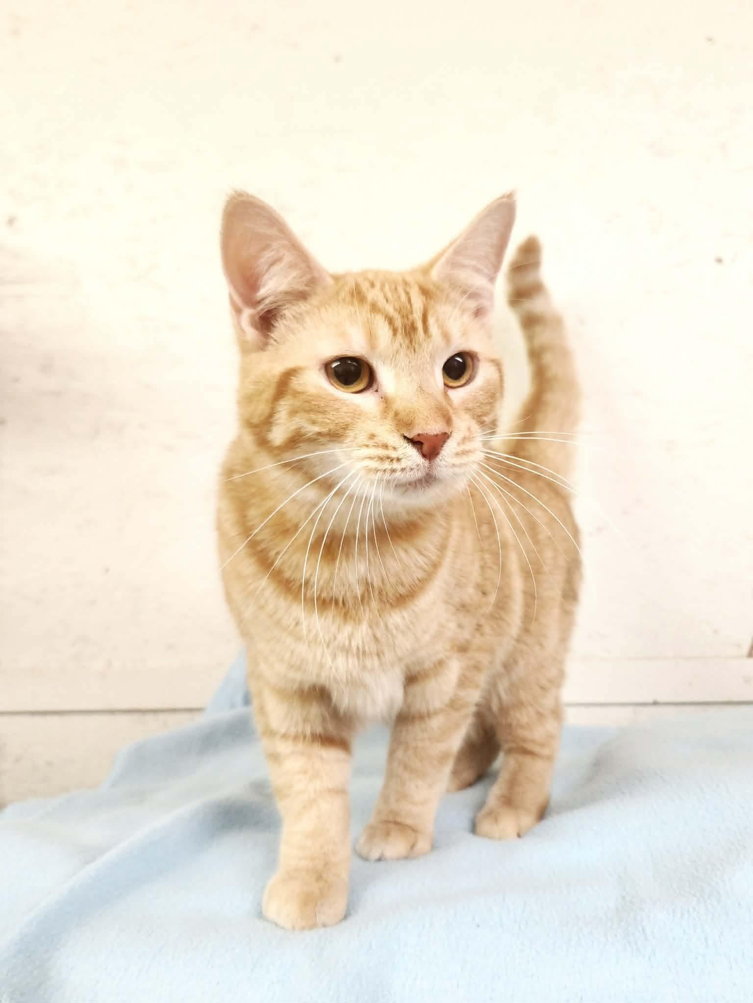 Cheddar Cheese, a Adoptable Domestic Short Hair in Social Circle, GA image 1/2