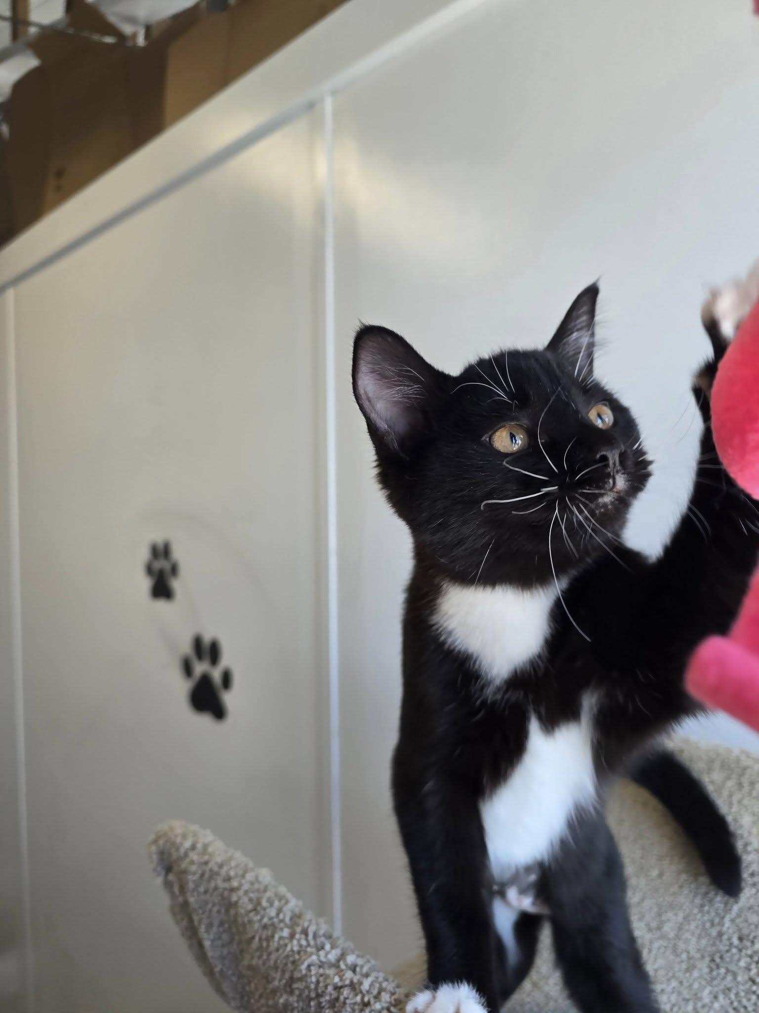 Enlarge Emmy, a ADOPTABLE Domestic Short Hair in Prineville, OR image 1/1