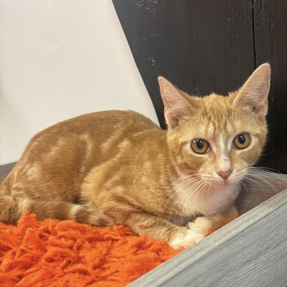 DeeDee @ Fat Cat Cafe, an adopted Domestic Short Hair in Tallahassee, FL image 1/2