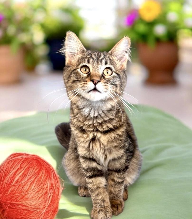 Enlarge Key Lime - KITTEN, a Adopted mixed breed in Perry, IA image 3/5