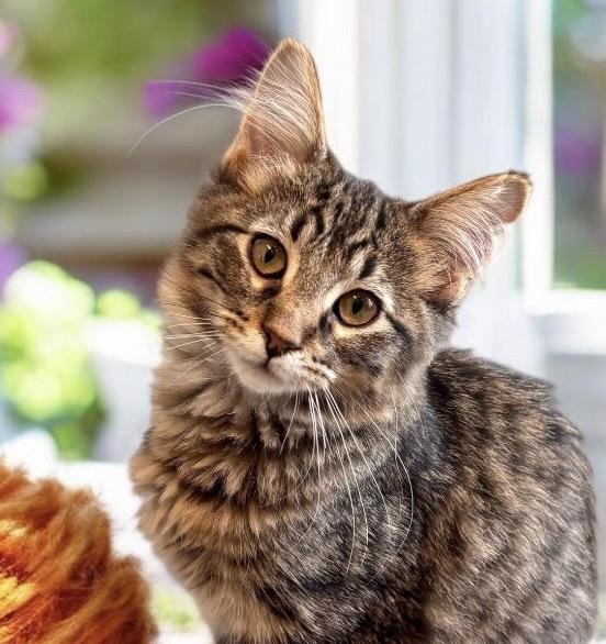 Enlarge Key Lime - KITTEN, a Adopted mixed breed in Perry, IA image 2/5