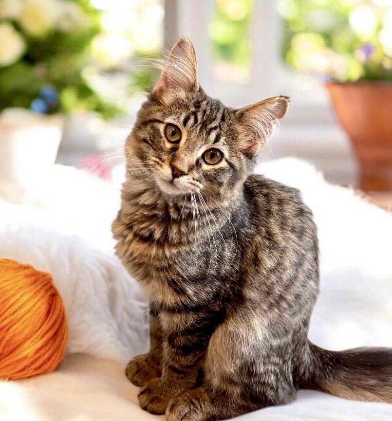 Enlarge Key Lime - KITTEN, a Adopted mixed breed in Perry, IA image 5/5