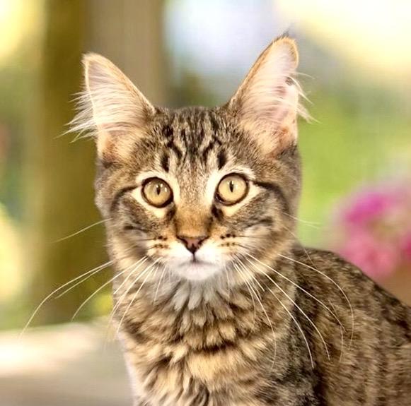 Enlarge Key Lime - KITTEN, a Adopted mixed breed in Perry, IA image 1/5