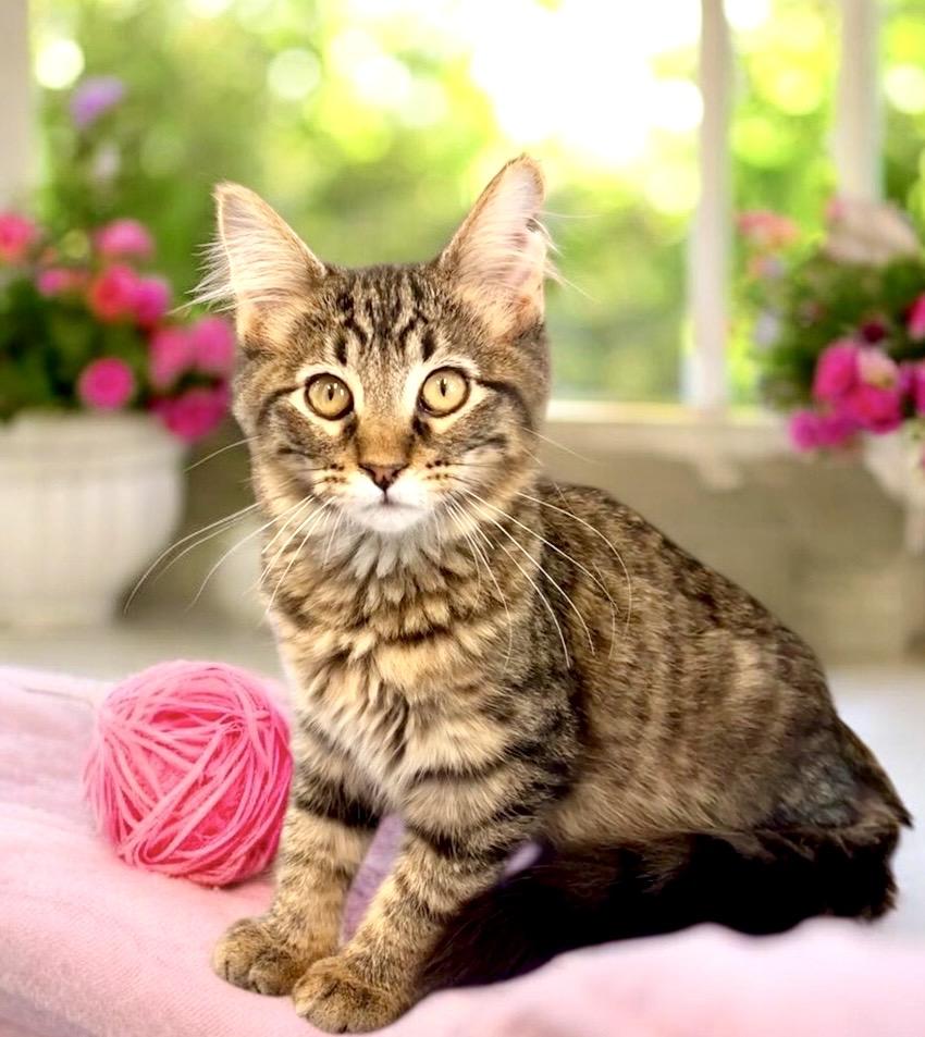 Enlarge Key Lime - KITTEN, a Adopted mixed breed in Perry, IA image 4/5