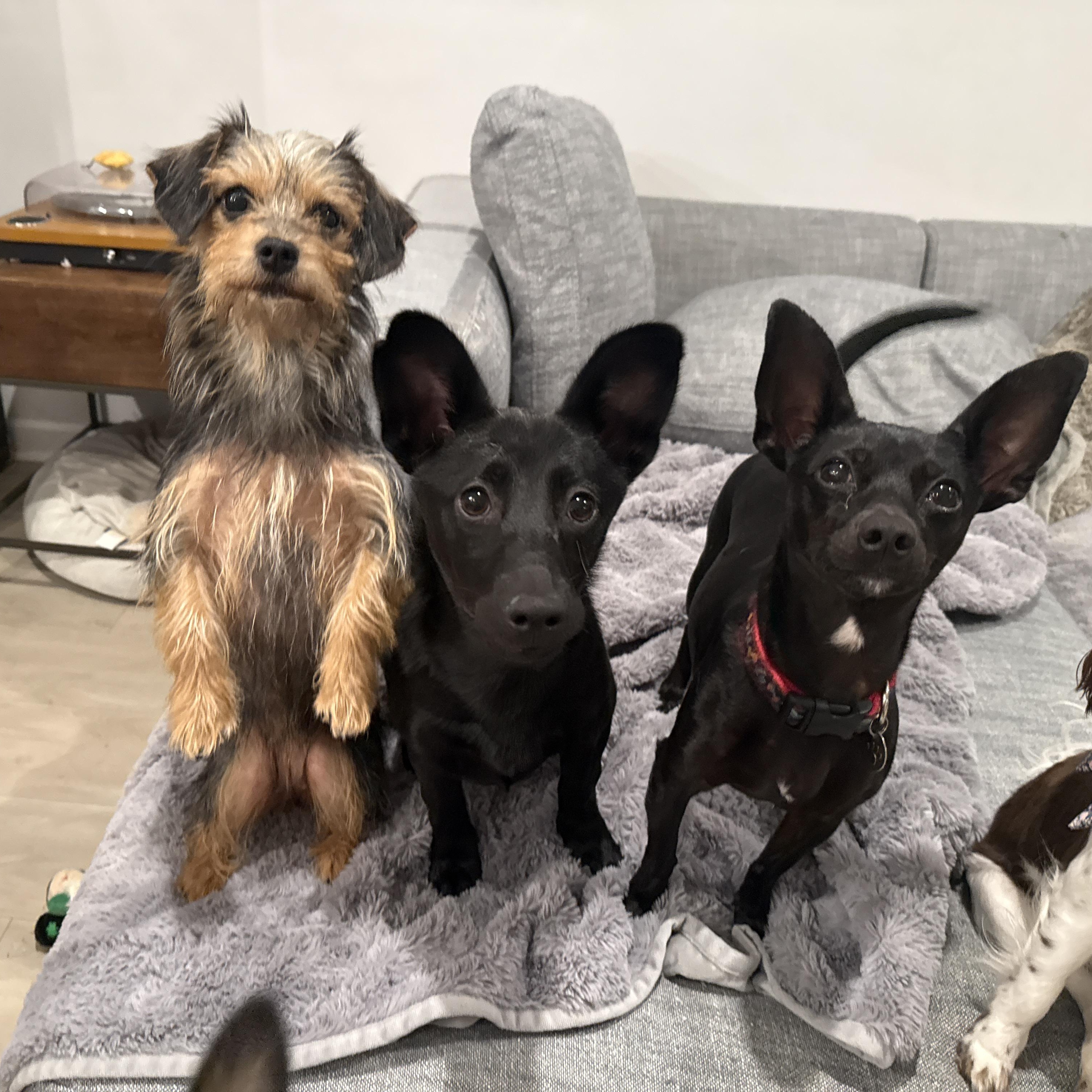 Winky, a ADOPTABLE mixed breed in Richmond, VA image 4/4