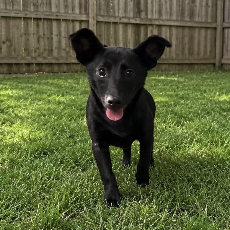 Winky, a ADOPTABLE mixed breed in Richmond, VA image 3/4