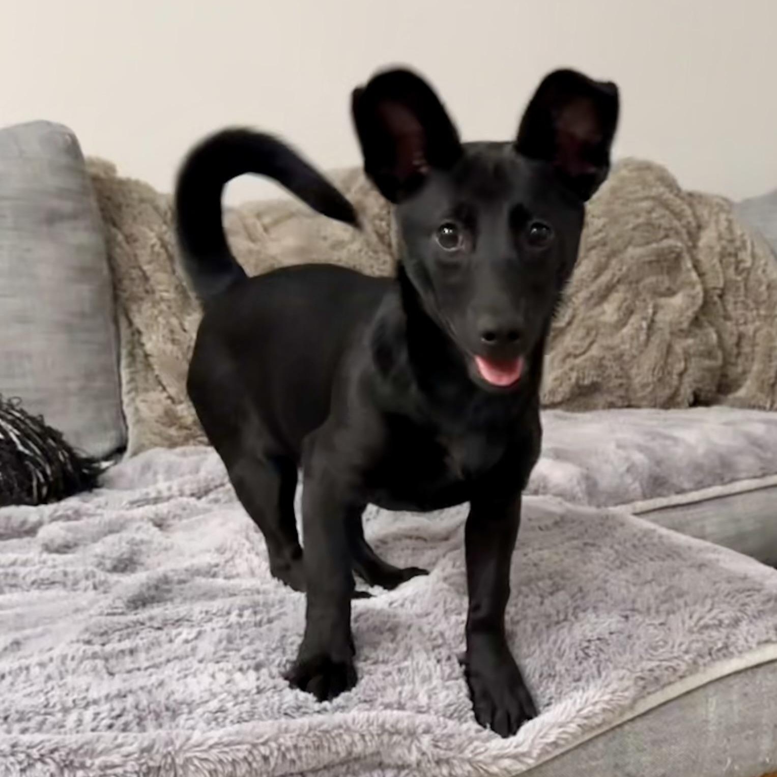 Winky, a ADOPTABLE mixed breed in Richmond, VA image 1/4