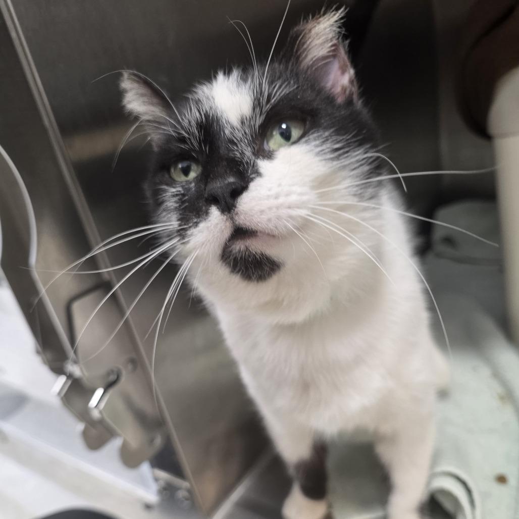 Enlarge Pudding, a Adoptable Domestic Short Hair in Fort Wayne, IN image 1/3