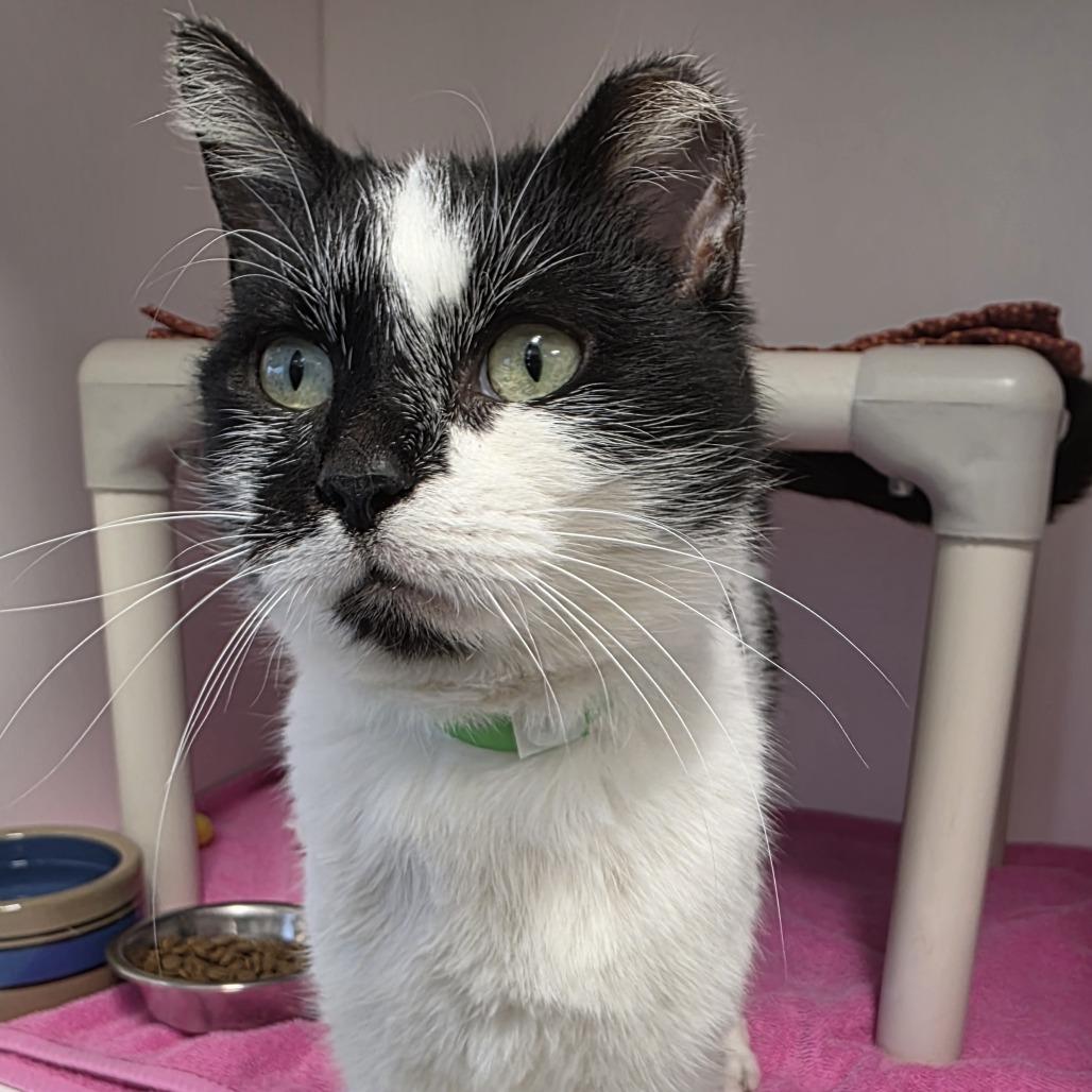 Enlarge Pudding, a Adoptable Domestic Short Hair in Fort Wayne, IN image 2/3