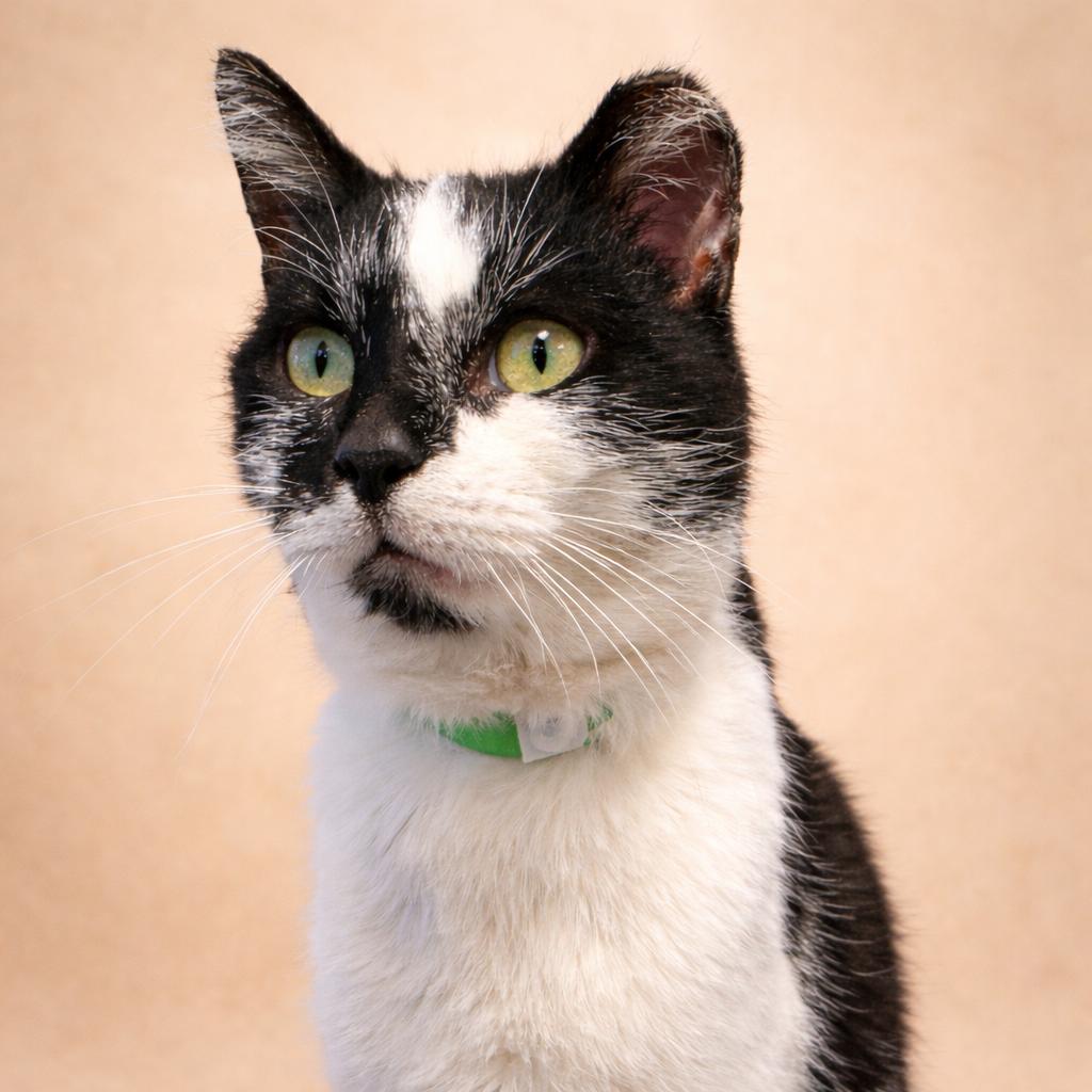Enlarge Pudding, a Adoptable Domestic Short Hair in Fort Wayne, IN image 3/3