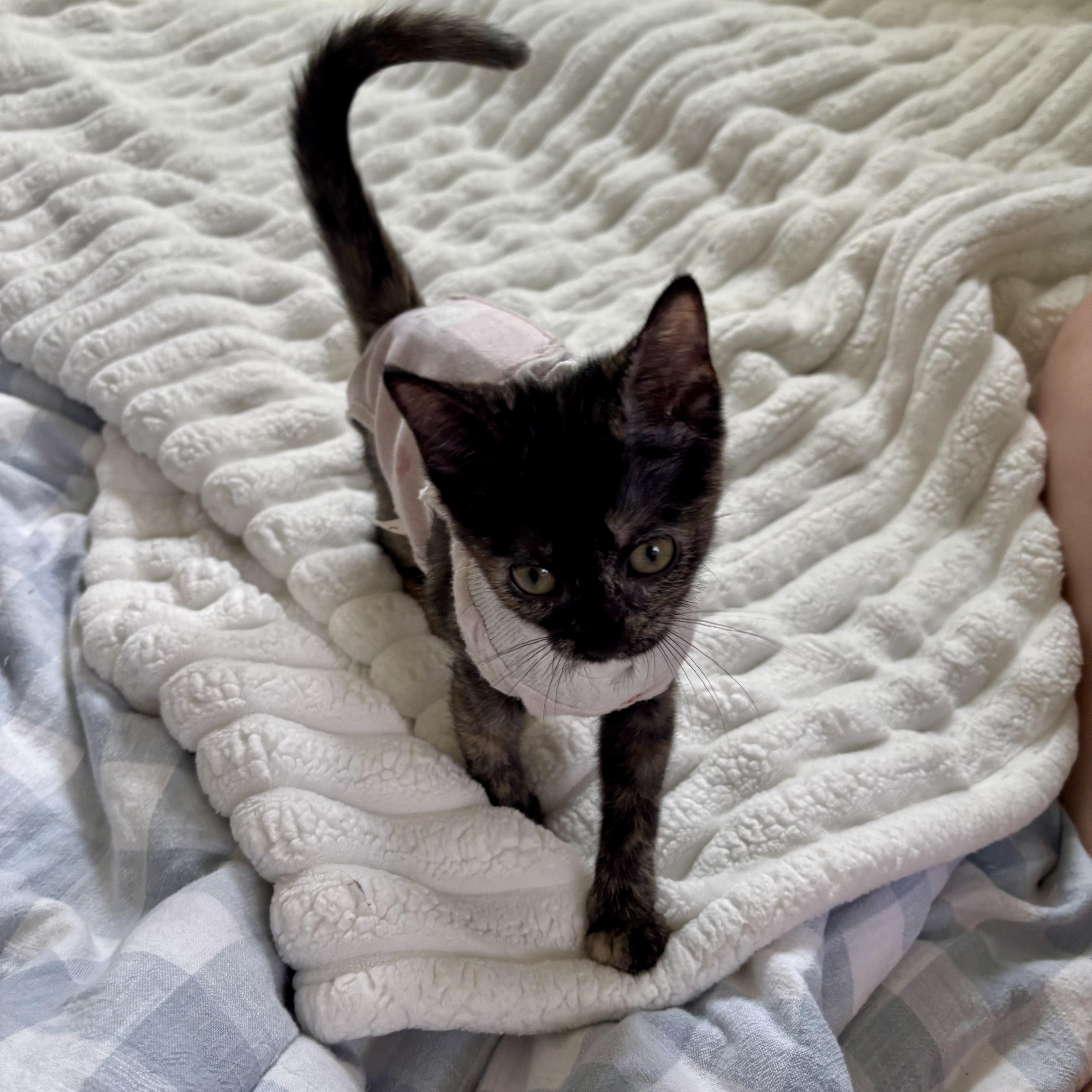 Tulip, Baby Female unknown