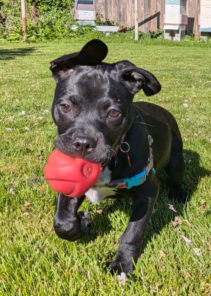 Pudge, Adoptable, Puppy Male Pit Bull Terrier & Boxer.