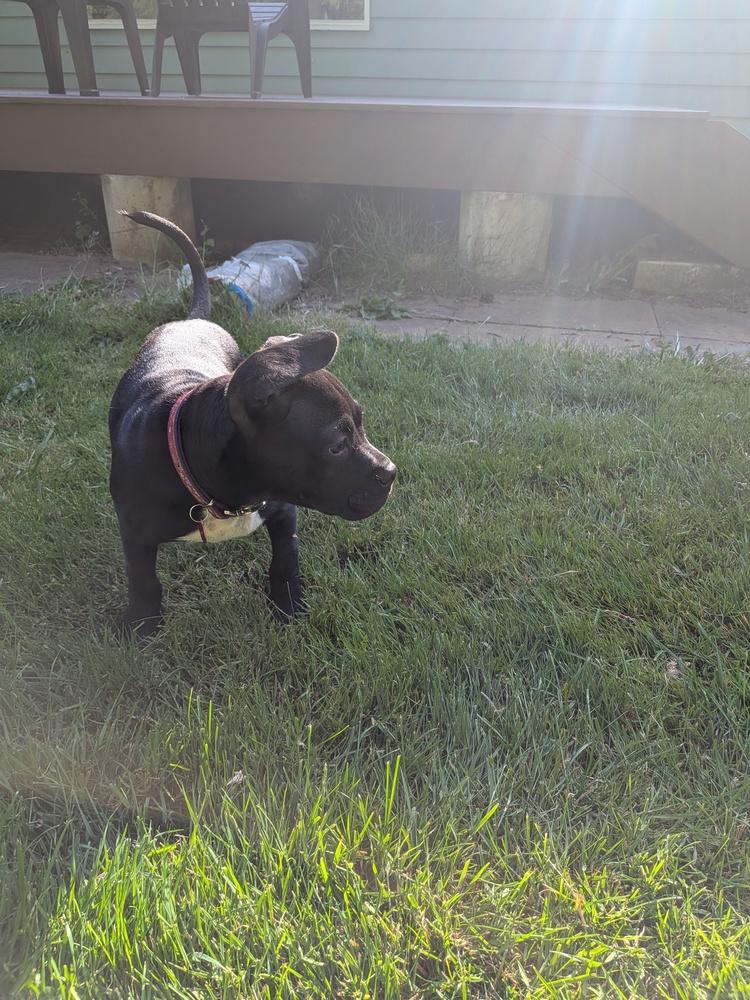 Pudge, a Adoptable mixed breed in Bellingham, WA image 3/3