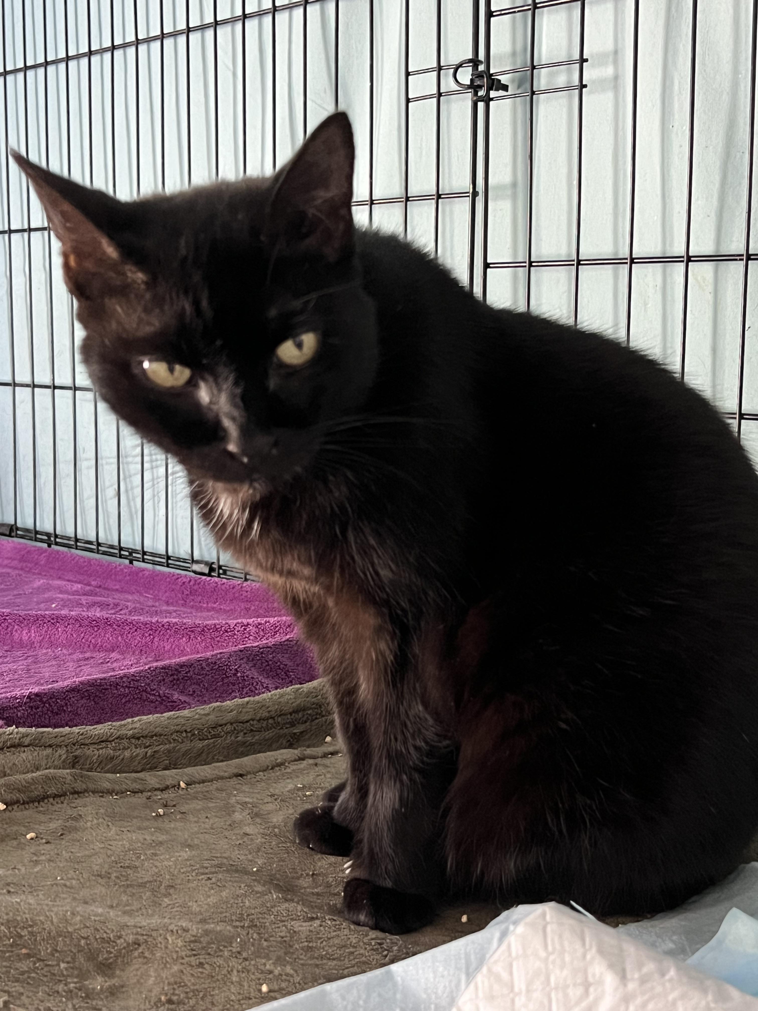 Kanga, Adoptable, Adult Female Domestic Short Hair.