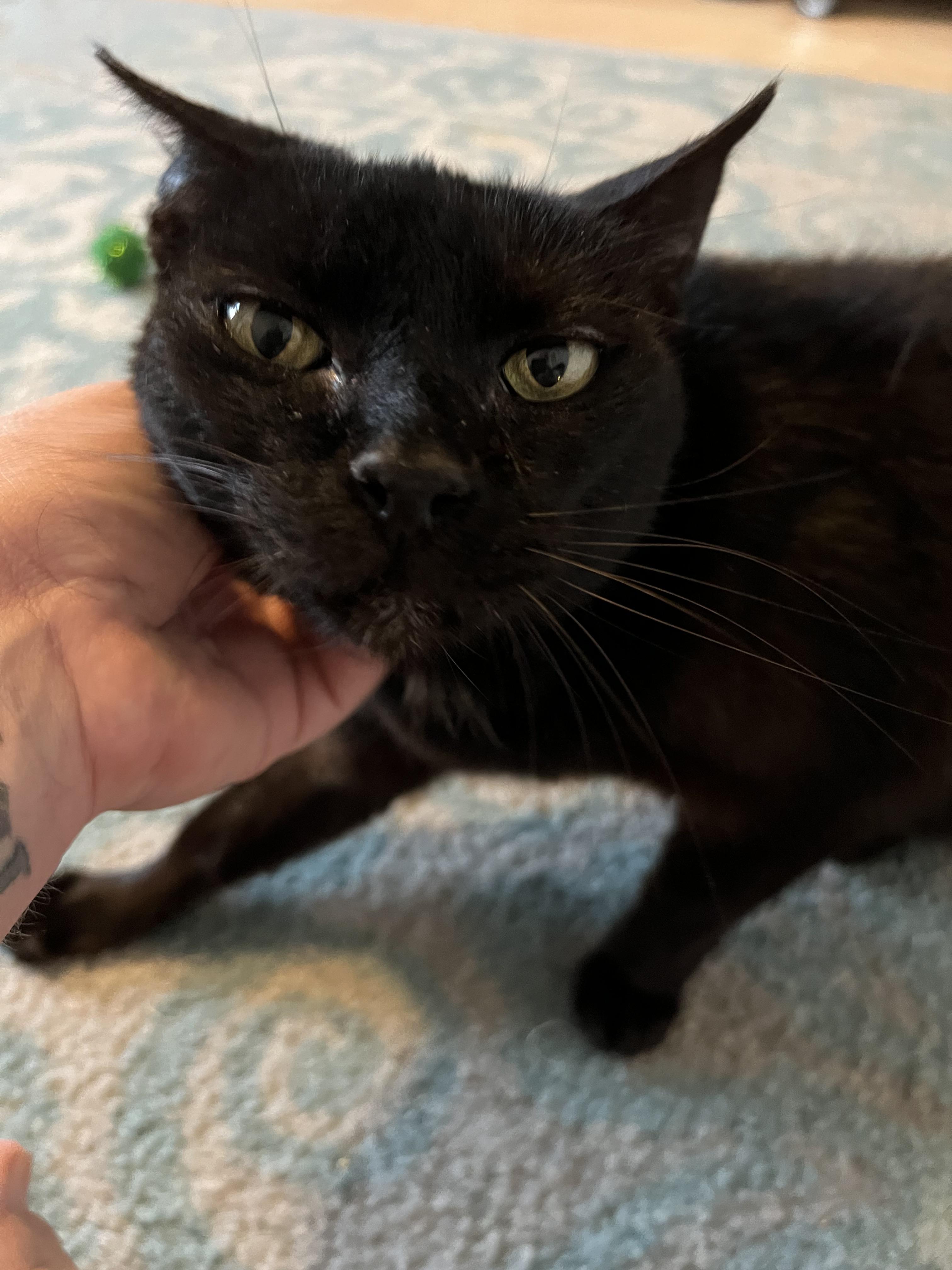 Kanga, a Adoptable Domestic Short Hair in Orlando, FL image 2/5