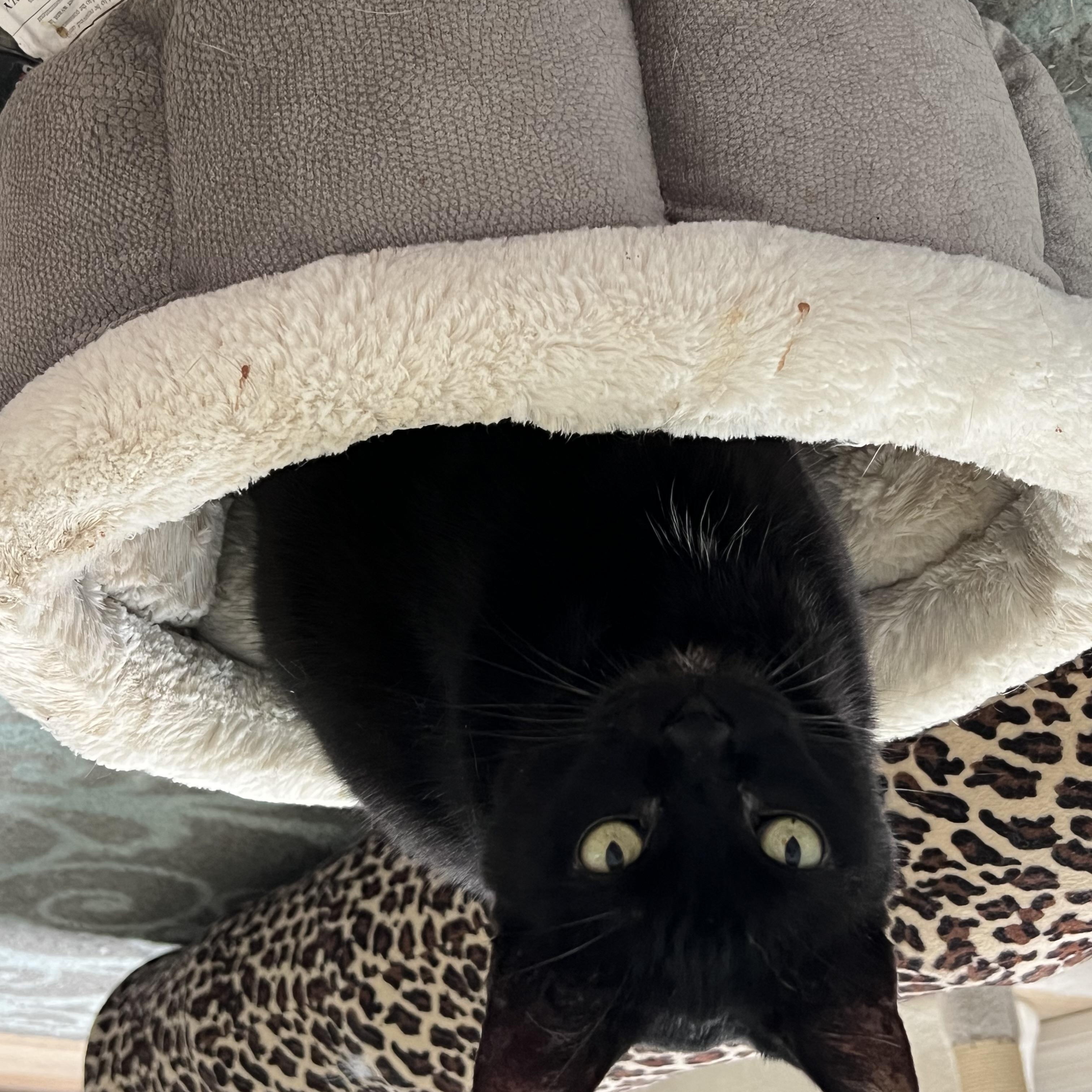 Kanga, a Adoptable Domestic Short Hair in Orlando, FL image 3/5