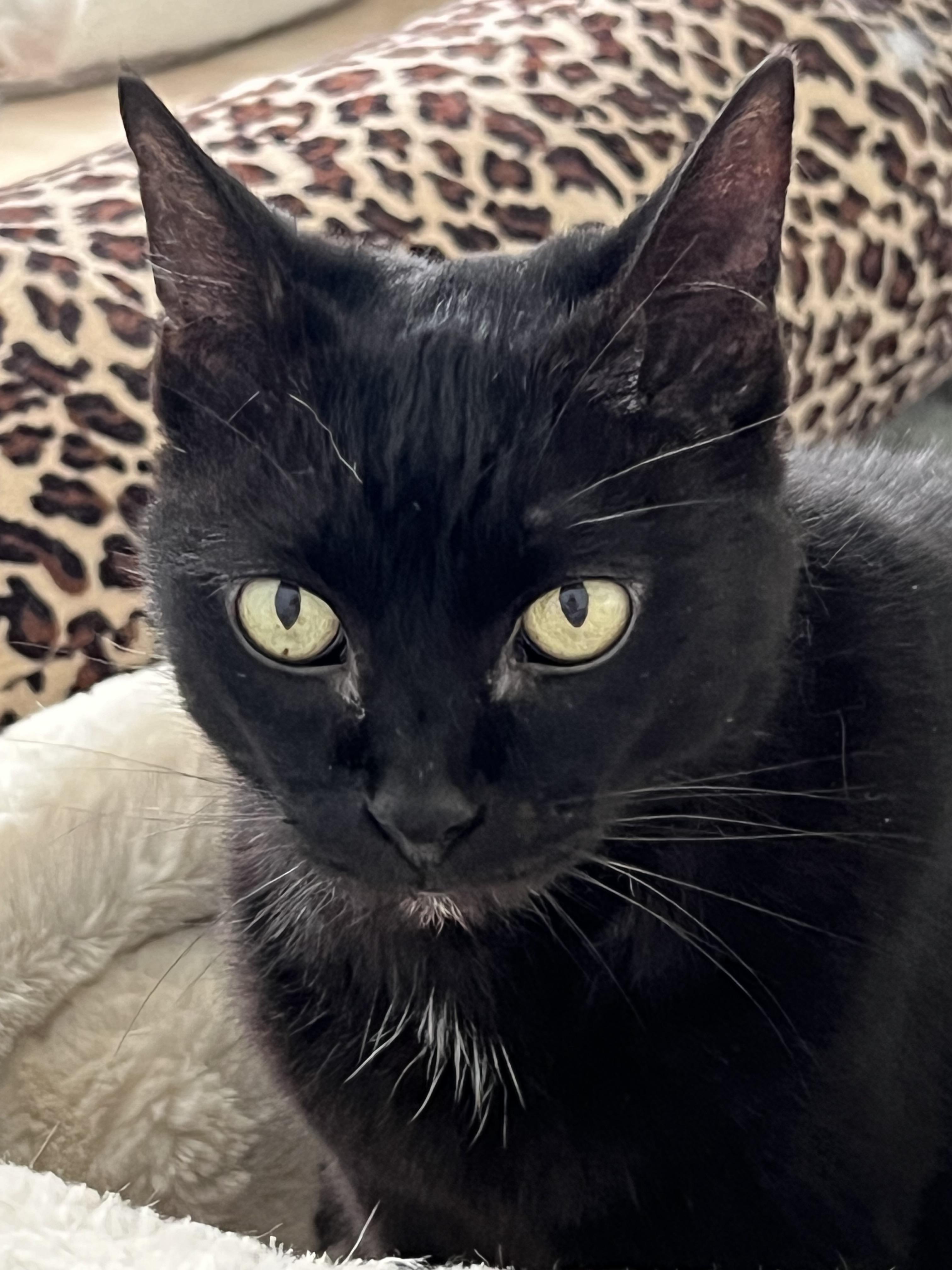 Kanga, a Adoptable Domestic Short Hair in Orlando, FL image 4/5