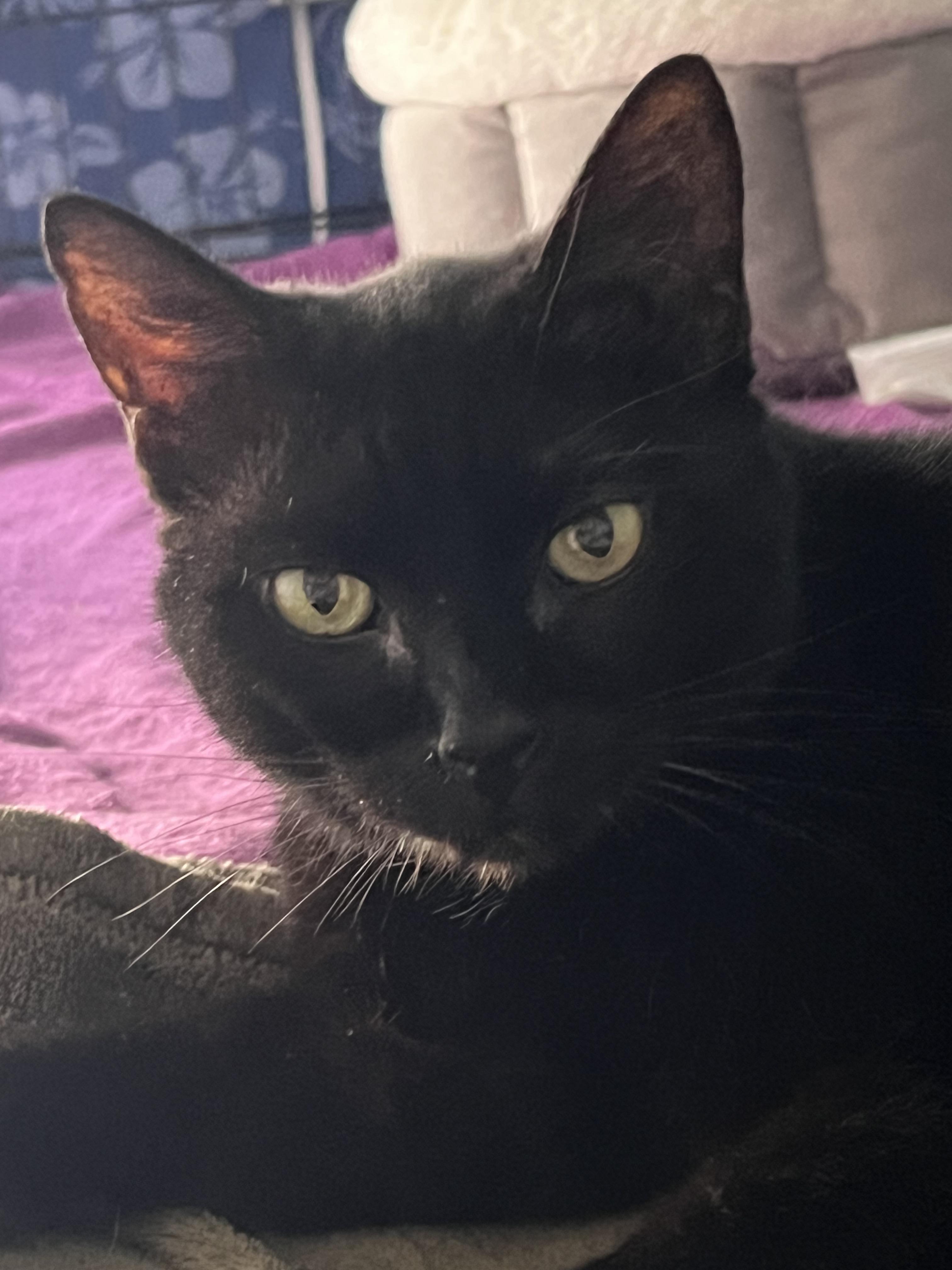 Kanga, a Adoptable Domestic Short Hair in Orlando, FL image 5/5